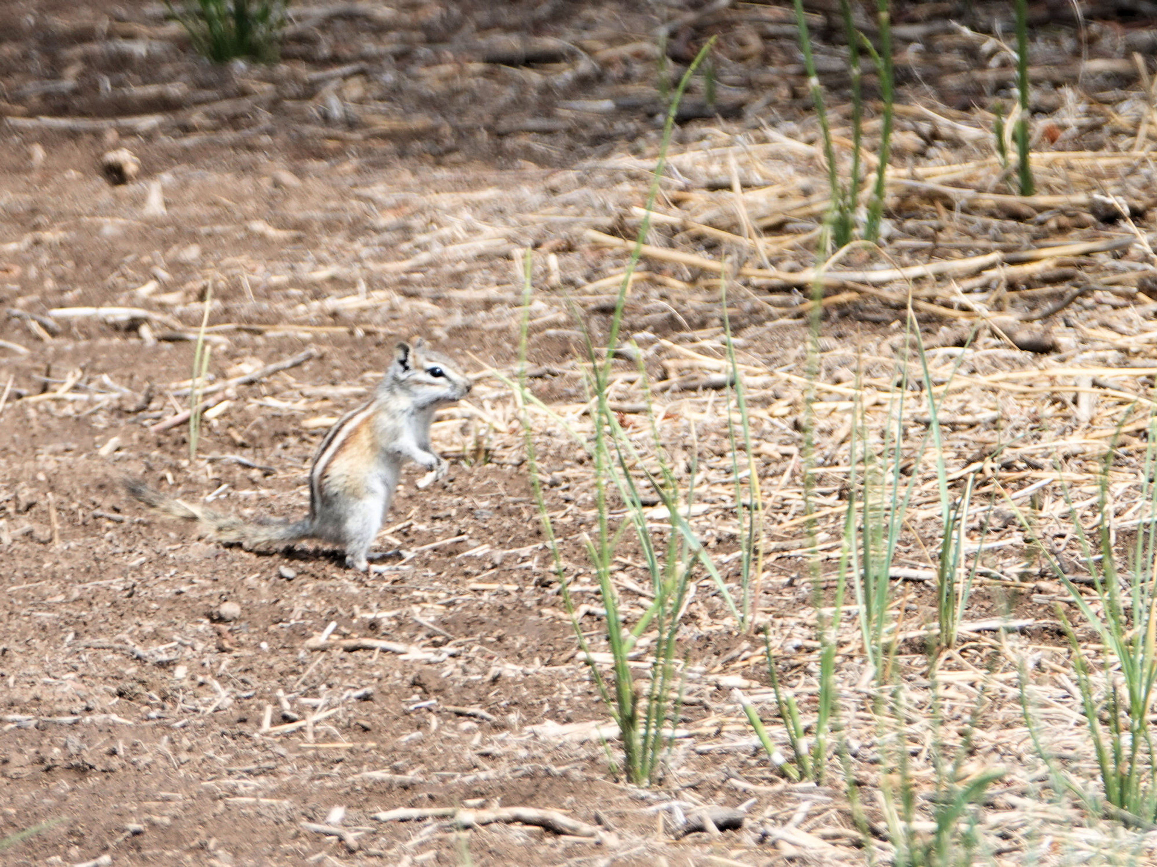 Rio Grande Nature Trail - 7-14-18. Photo by Jim Walla.