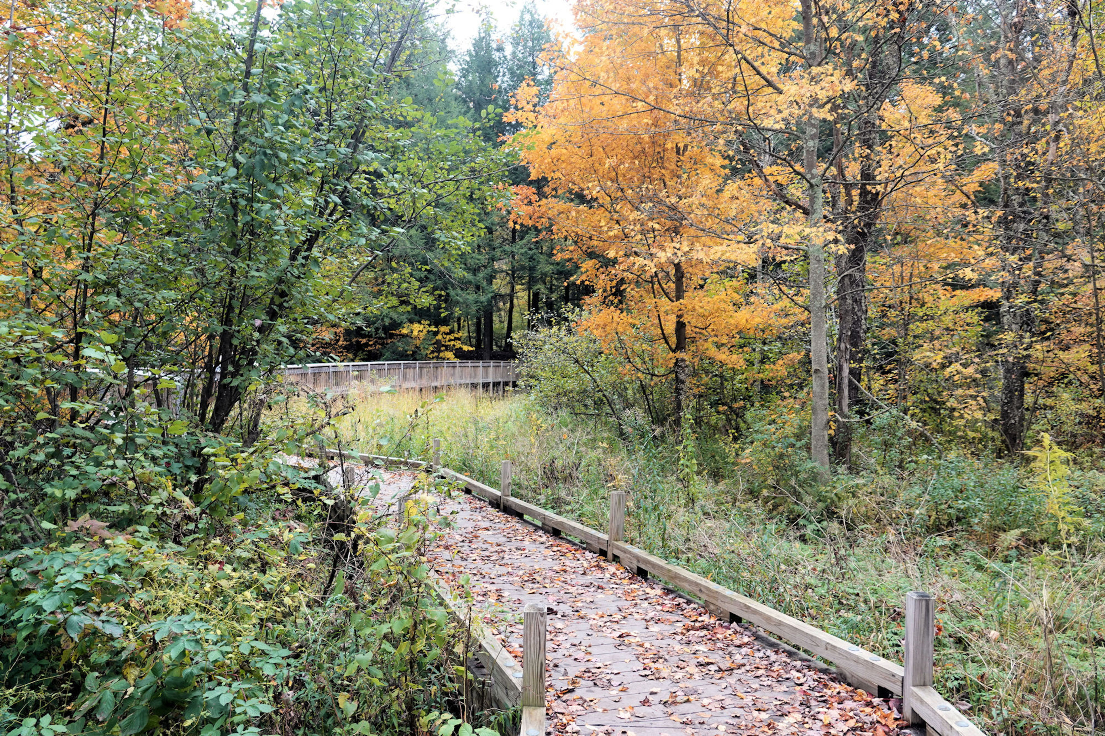 Robert Frost Trail - 10-9-2018. Photo by Jim Walla.