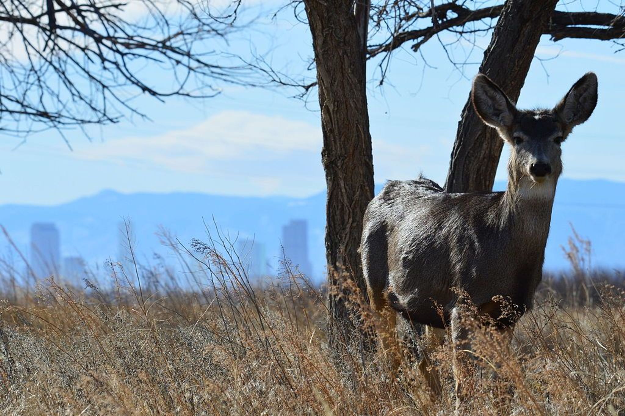 This mule deer doe seems to be welcoming visitors to Colorado. With the downtown Denver skyline and the Rocky Mountain Front Ran. Photo by Ryan Moehring / USFWS.