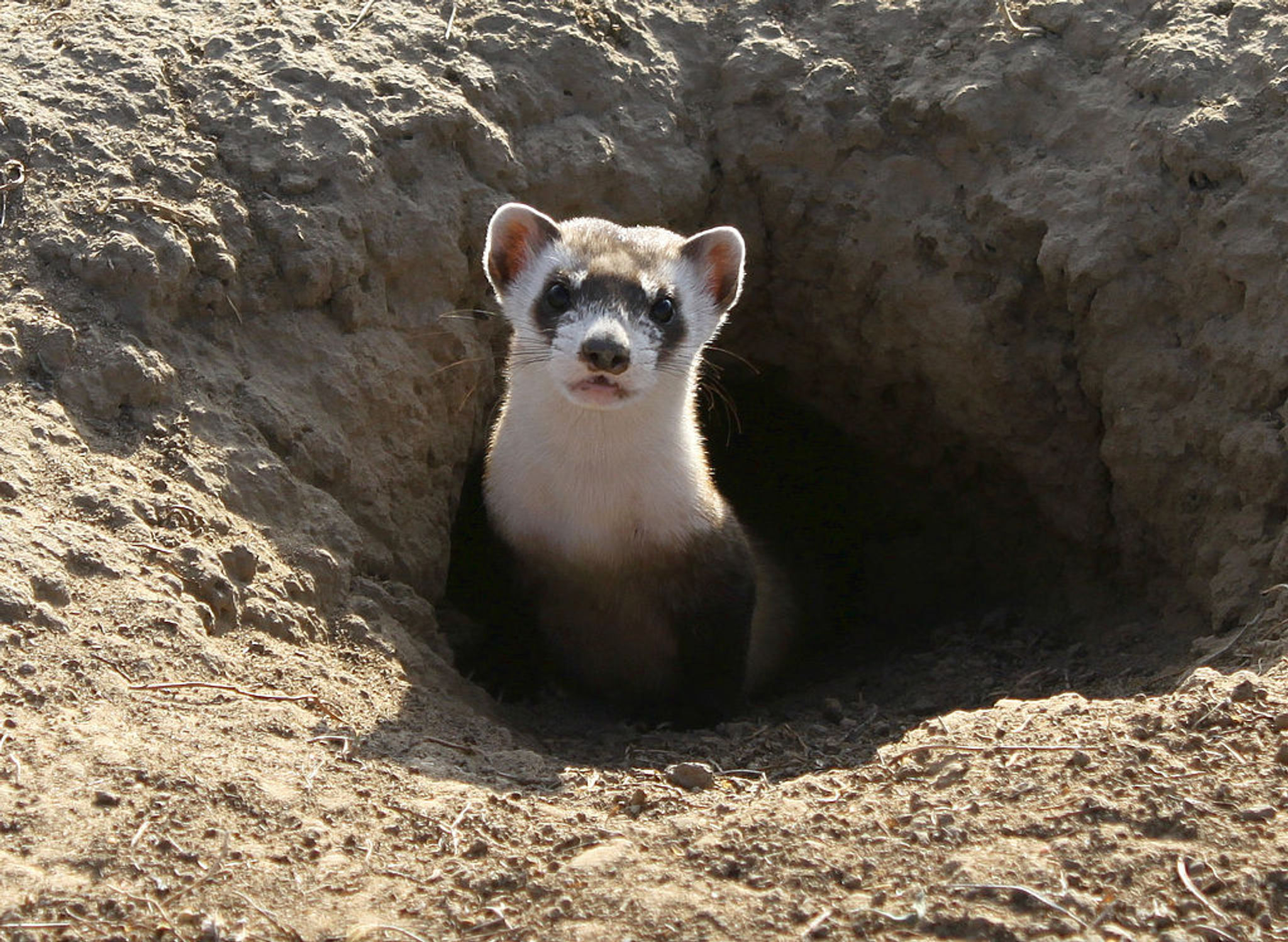 Black-footed Ferret. Photo by USFWS.