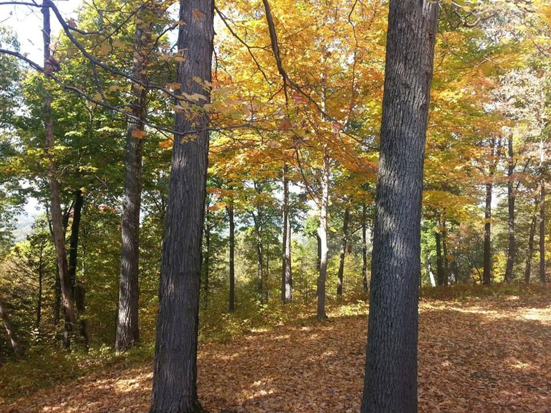 Woods in fall. Photo by NPS.