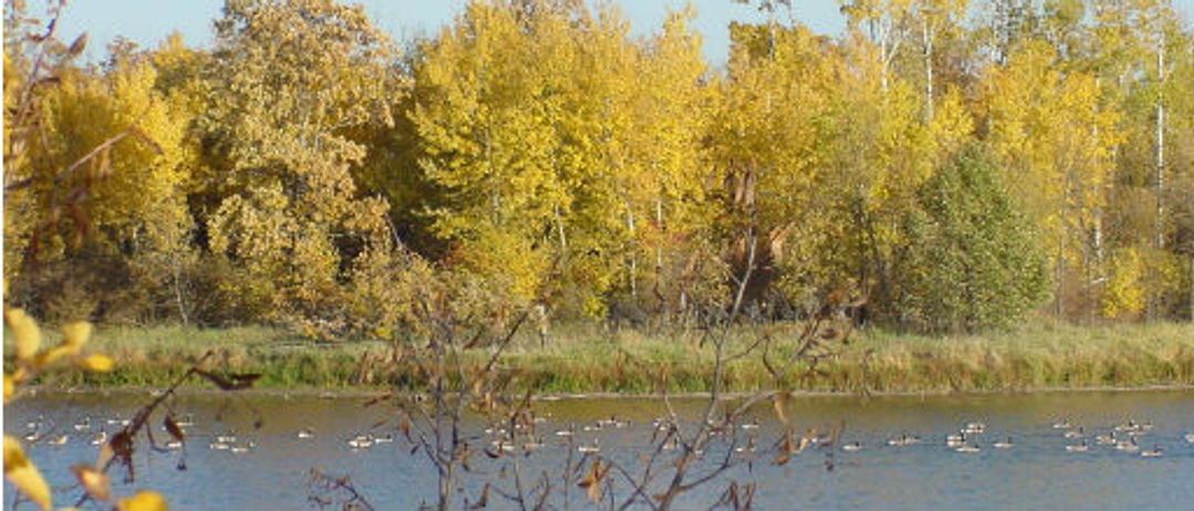 Waterfowl enjoying the refuge. Photo by USFWS.