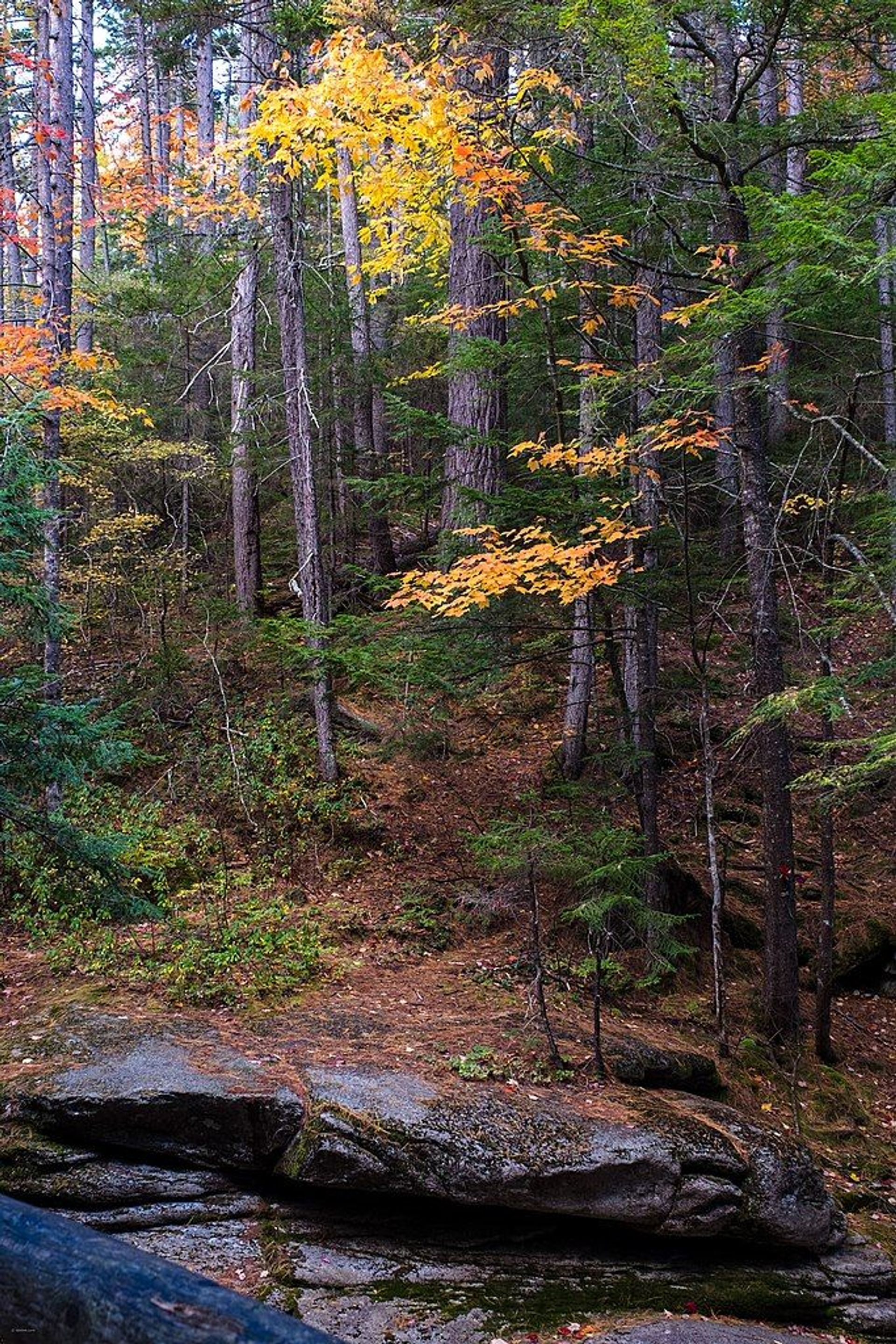 White Mountains National Forest near the Kancamagus Hwy. Photo by Earl Mcgehee.