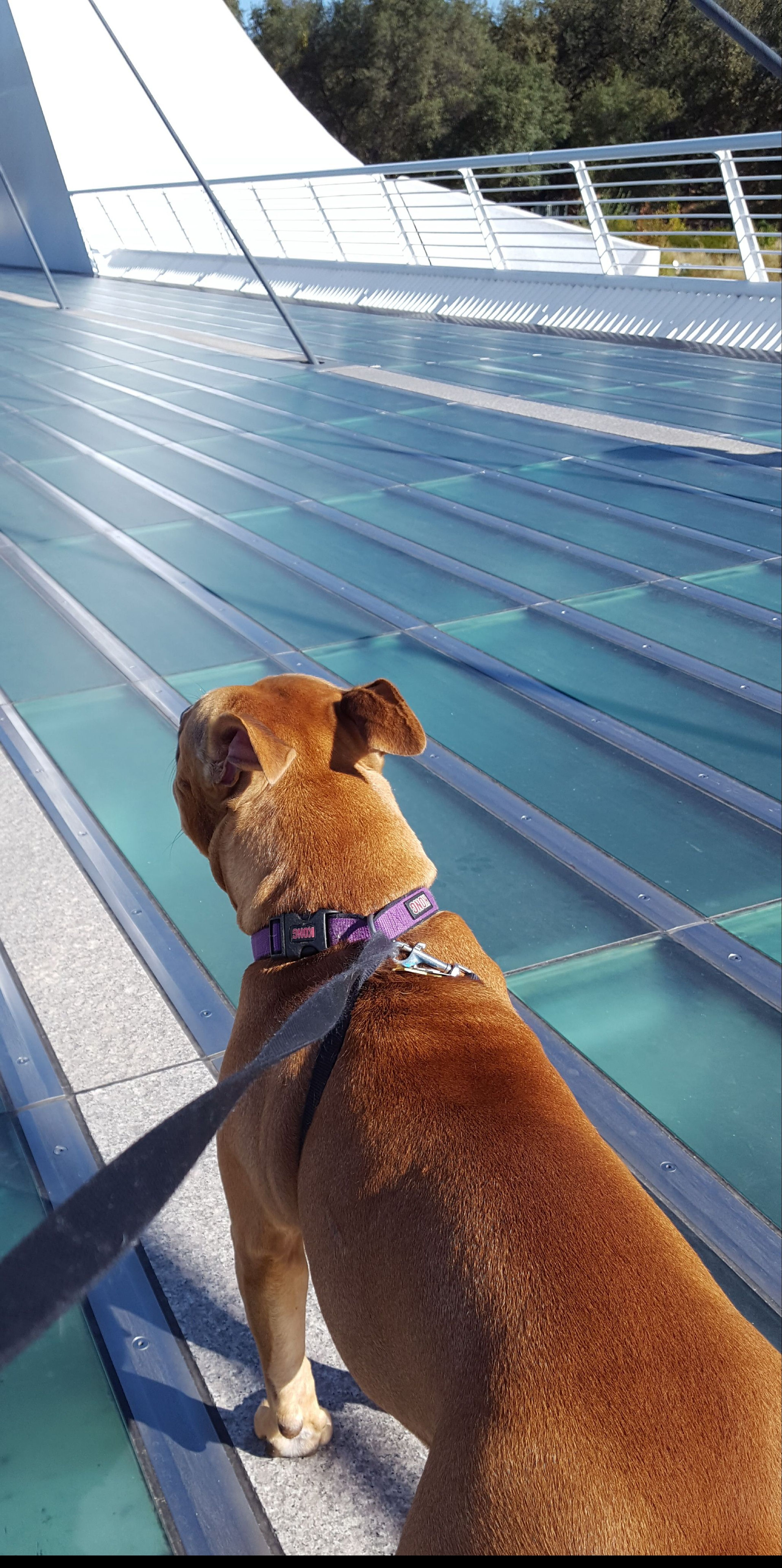 Callie's first time across the Sundial Bridge. Photo by Sue Crowe.