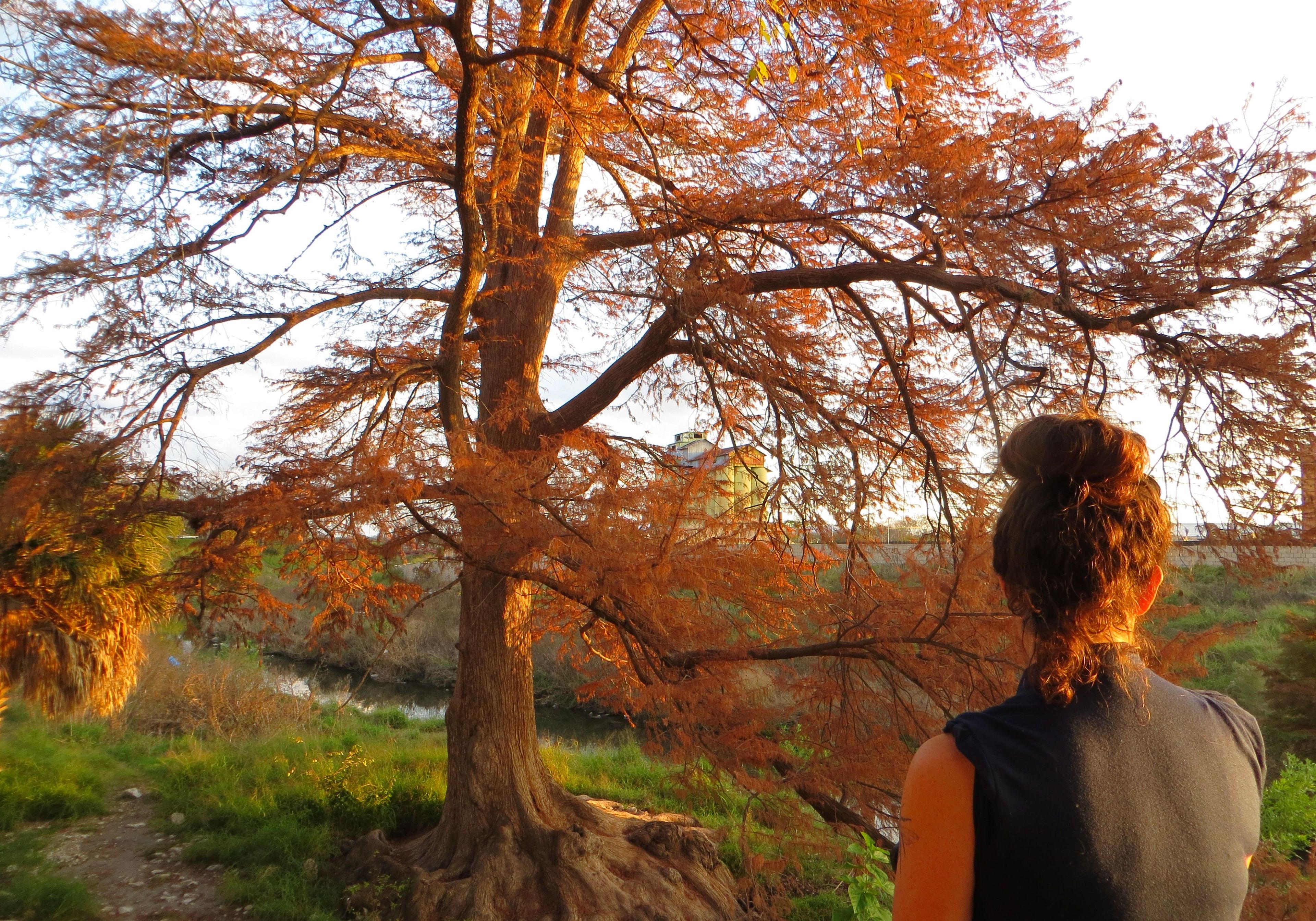 A cypress tree in autumn along the San Antonio River in the King Williams Historic District just south of downtown San Antonio. Photo by Chris Sheffield.