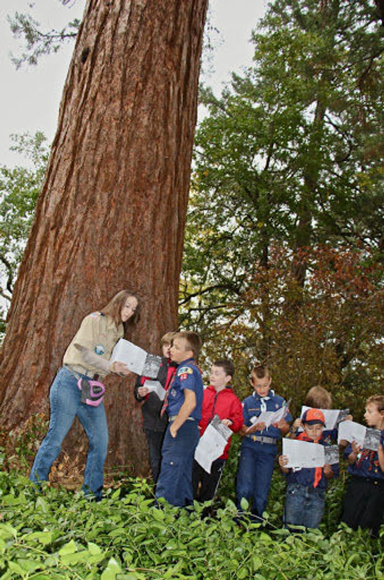 Cub Scouts learning about Oregon's oldest Sequoia - The Britt Sequoia - an Oregon Heritage Tree - planted 1862. Photo by Larry B. Smith.