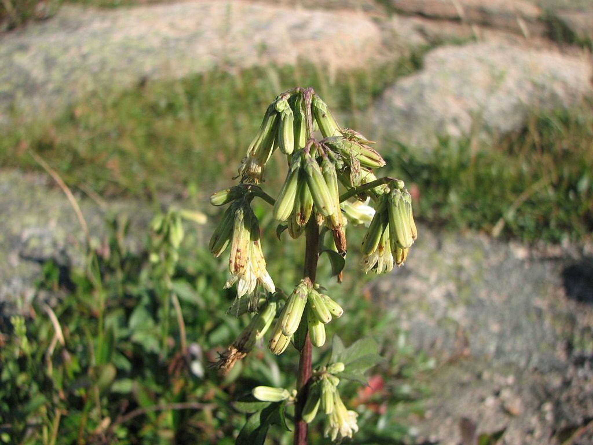 Inflorescence of Nabalus trifoliolatus (syn. Prenanthes trifoliolatus) growing on the summit of Sargent Mountain, Acadia Nationa. Photo by Choess.