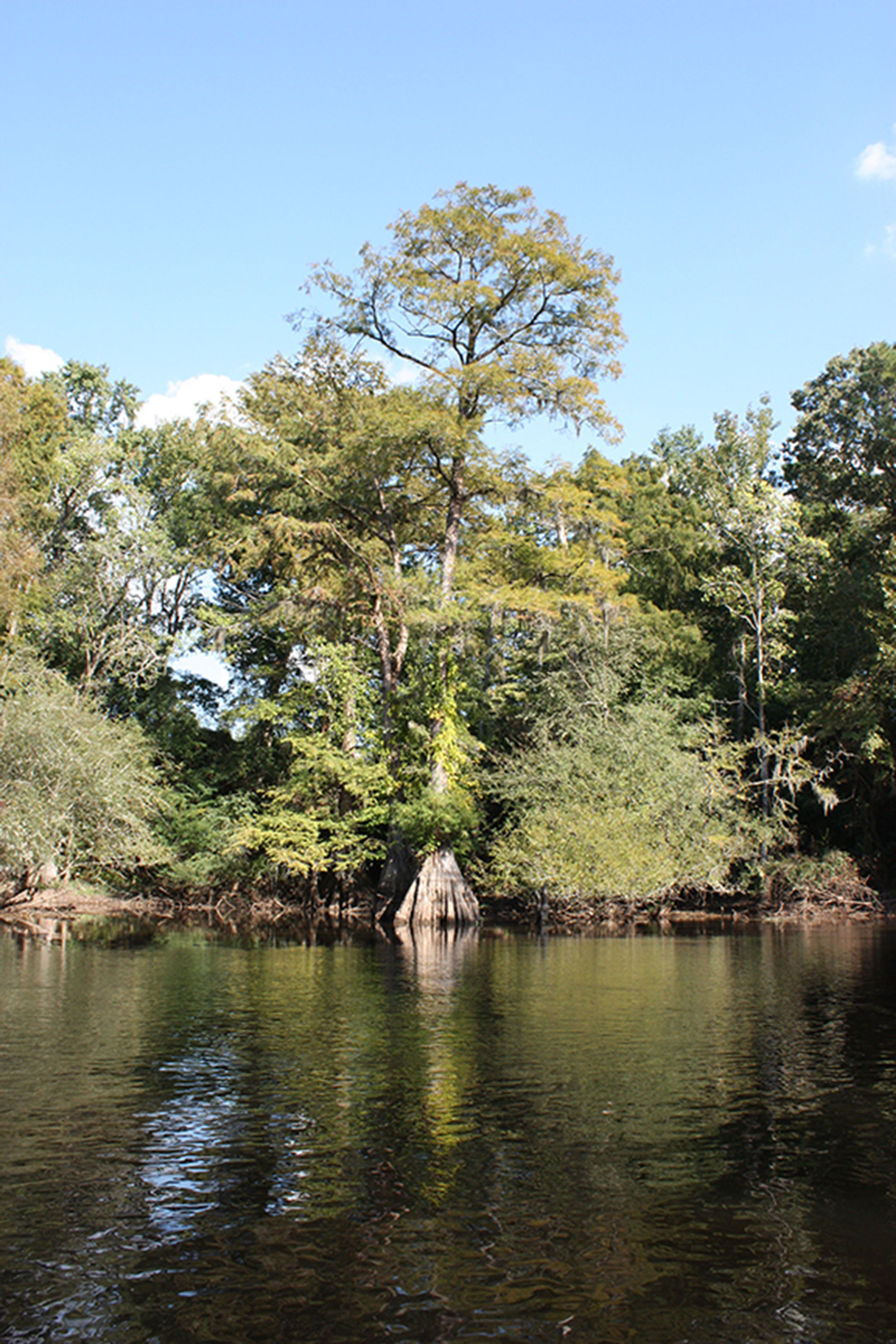 Towering cypress along Lynches River