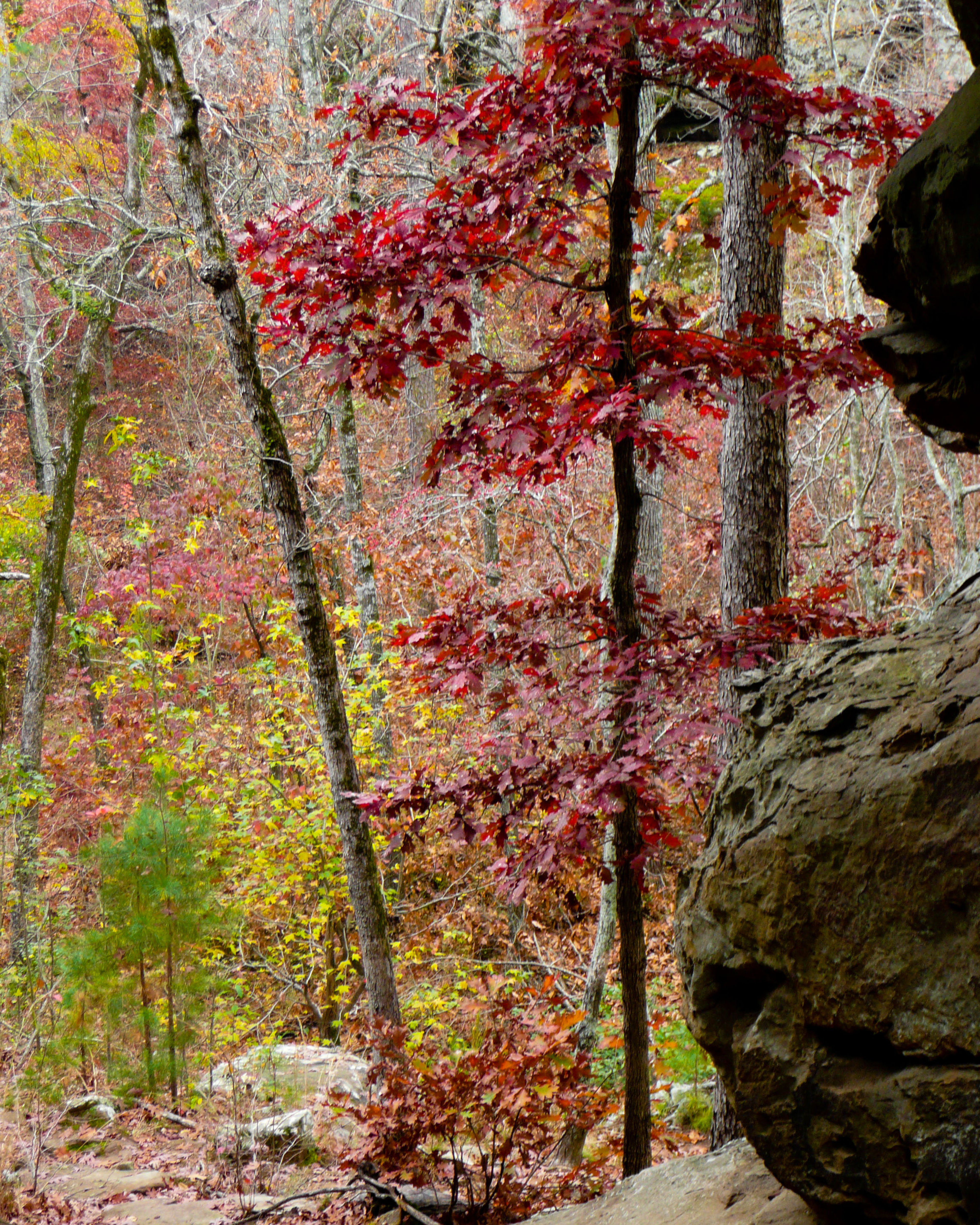 Fall Color along Seven Hollows Trail. Photo by Bryan Hodges.