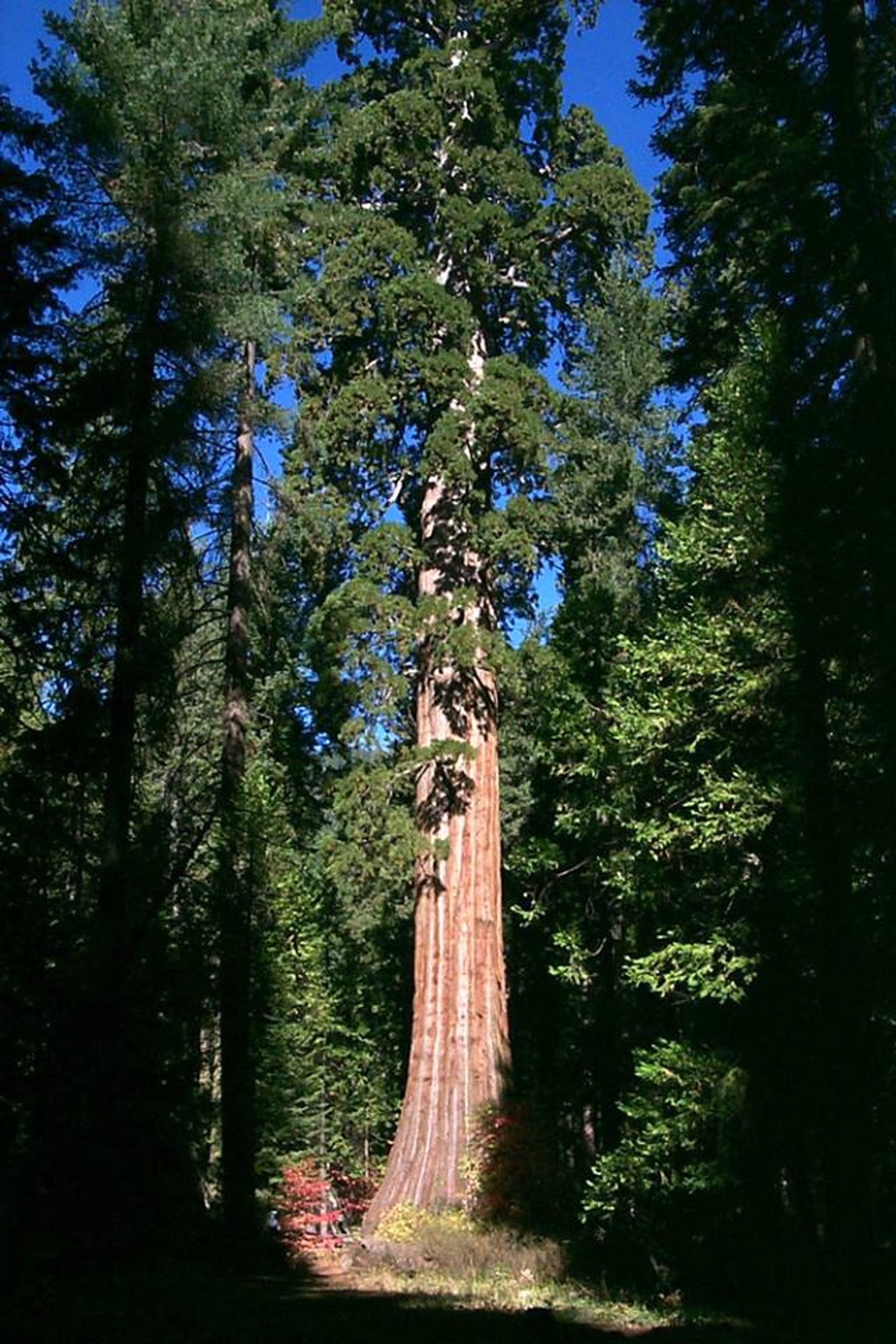 Photo pre-2017 Railroad Fire. Photo by USFS.