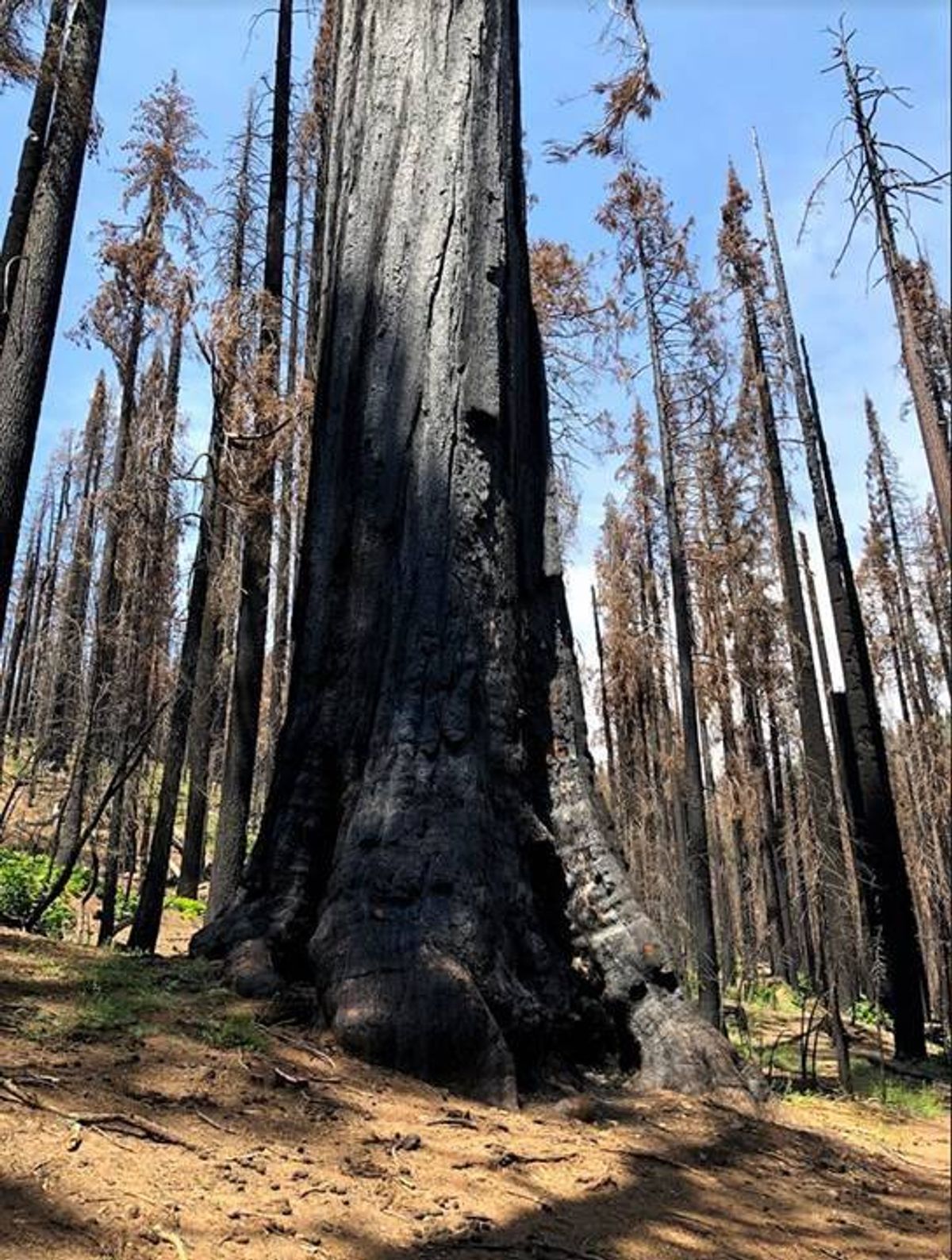 Nelder Grove after the Railroad Fire. Photo by USFS.