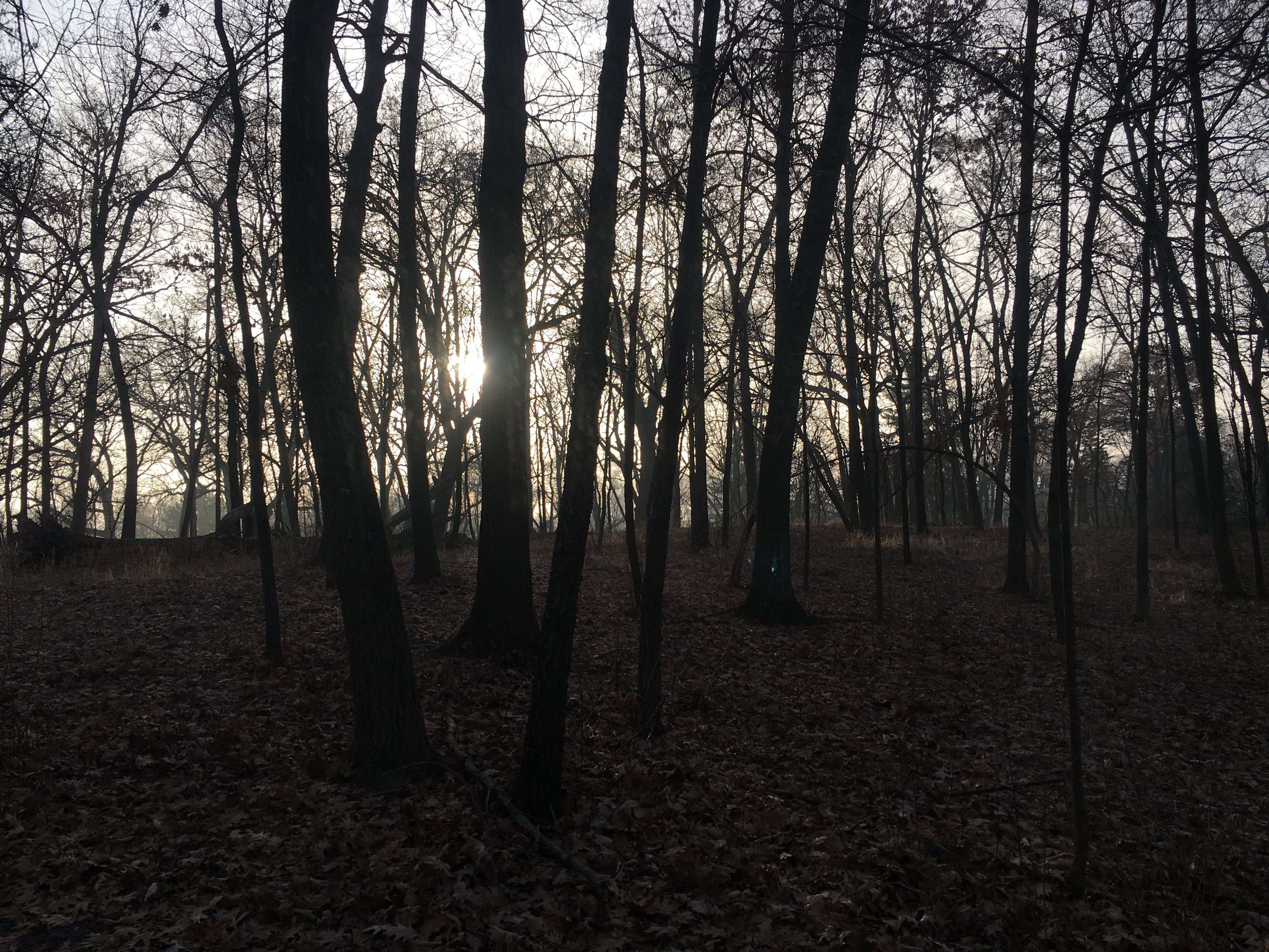 Light filtering through the trees. Photo by Ane Olivares.