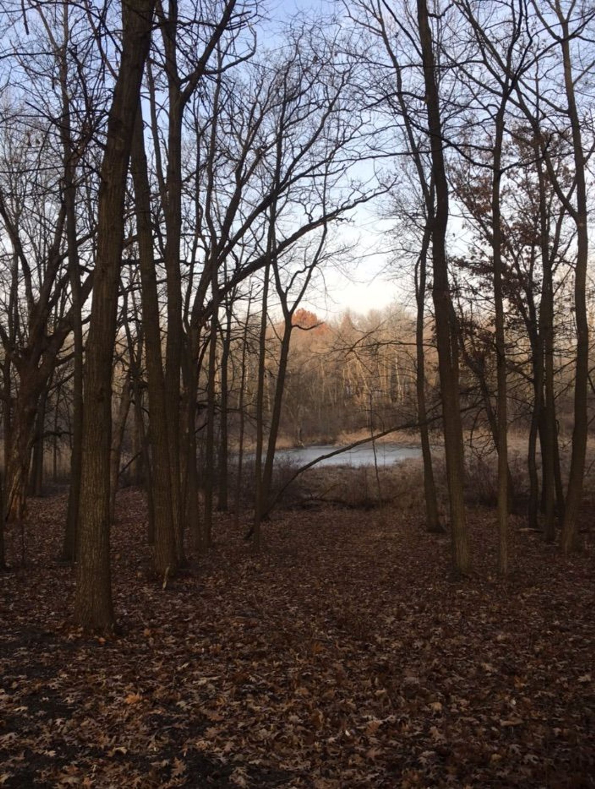 Fall leaves on the trail. Photo by Ane Olivares.