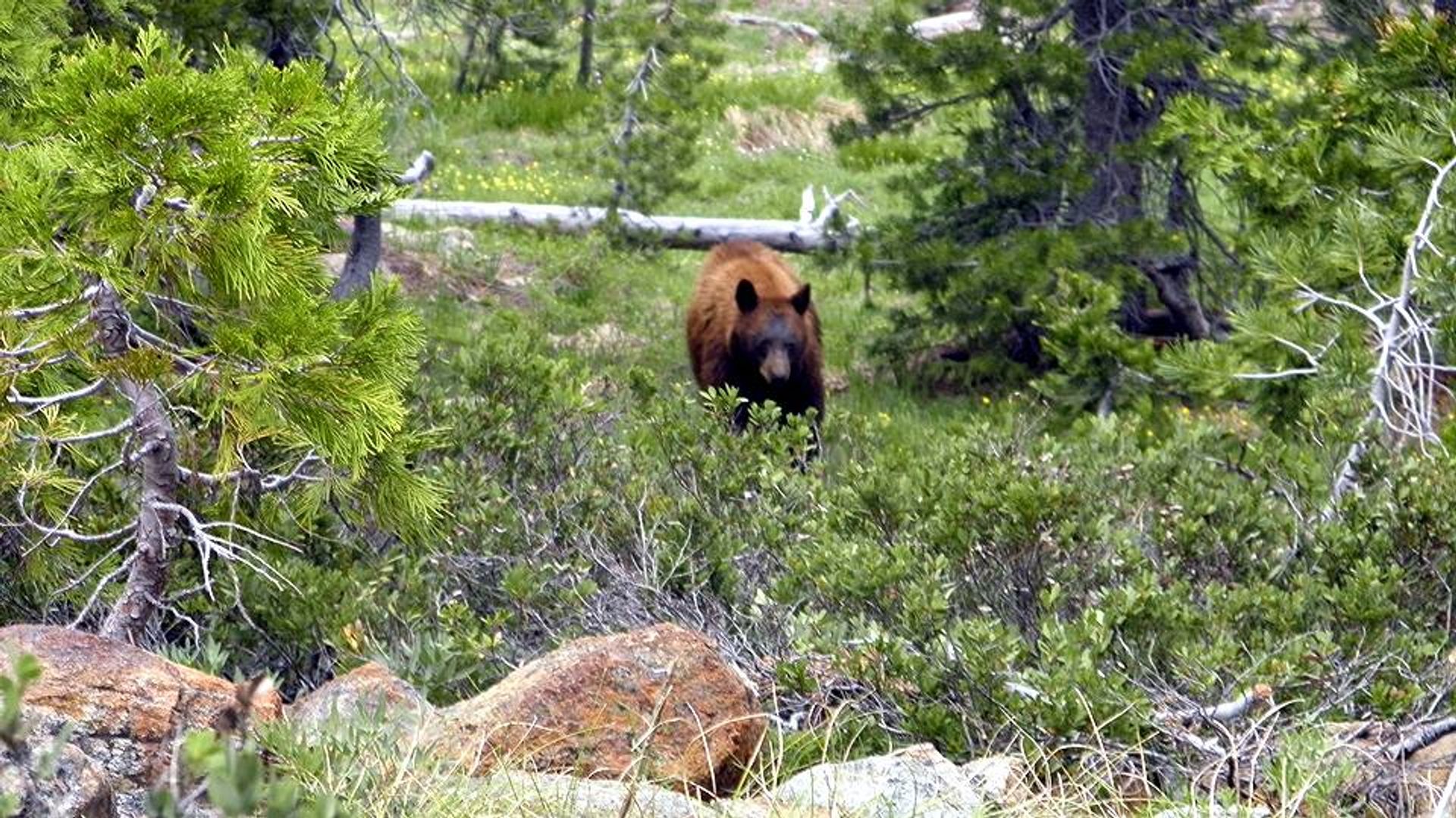 Brown bear showing up for a photo shoot!. Photo by Steve Lewis.