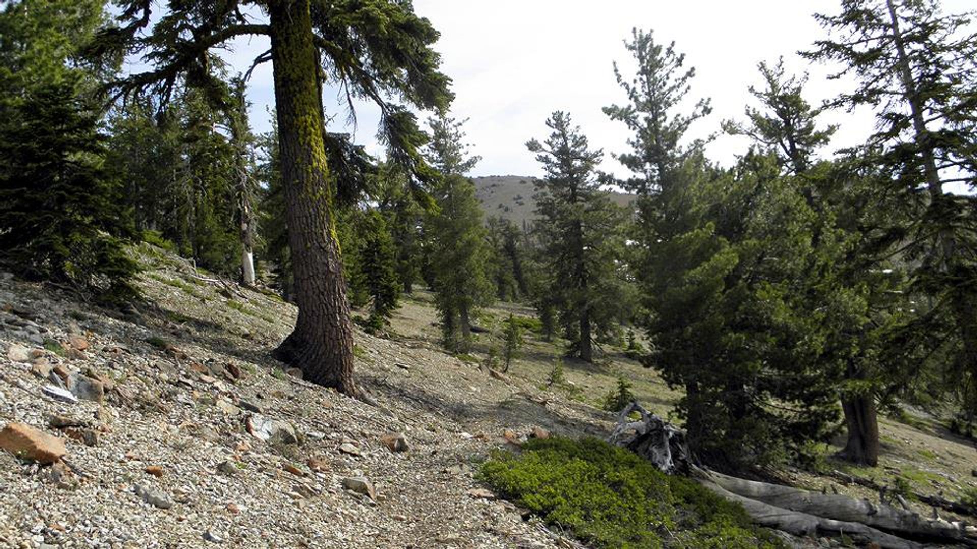 Sisson Callahan trail. Photo by Steve Lewis.