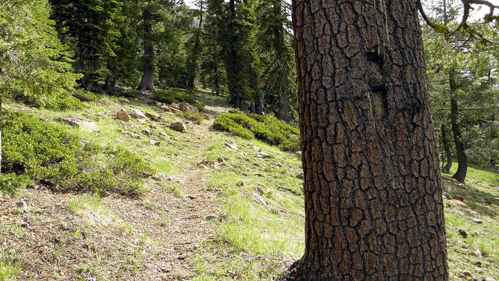 Sisson Callahan Trail to Mt. Eddy. Photo by Steve Lewis.