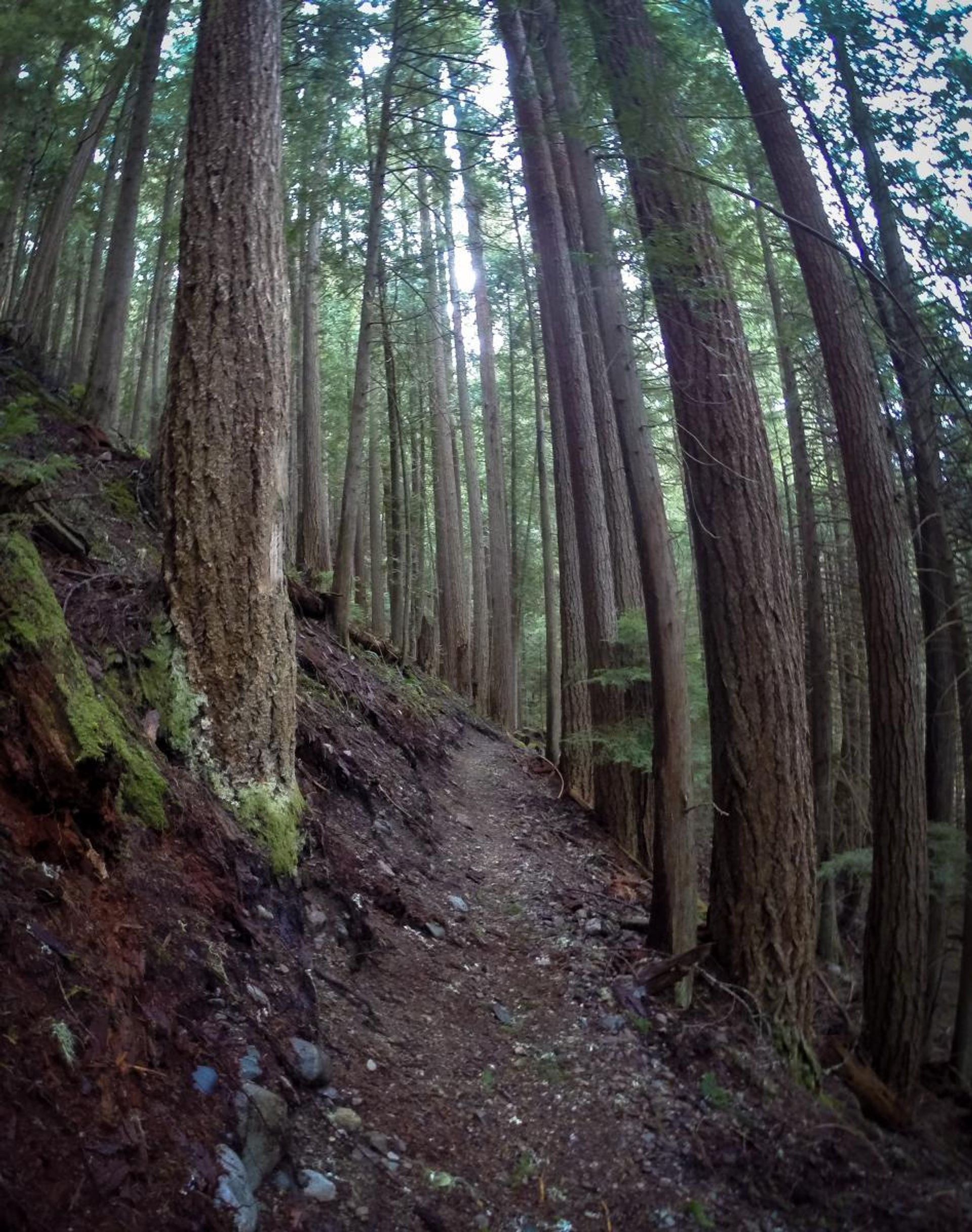 Dark, spooky woods. Photo by Singletracks.com/M Paul.