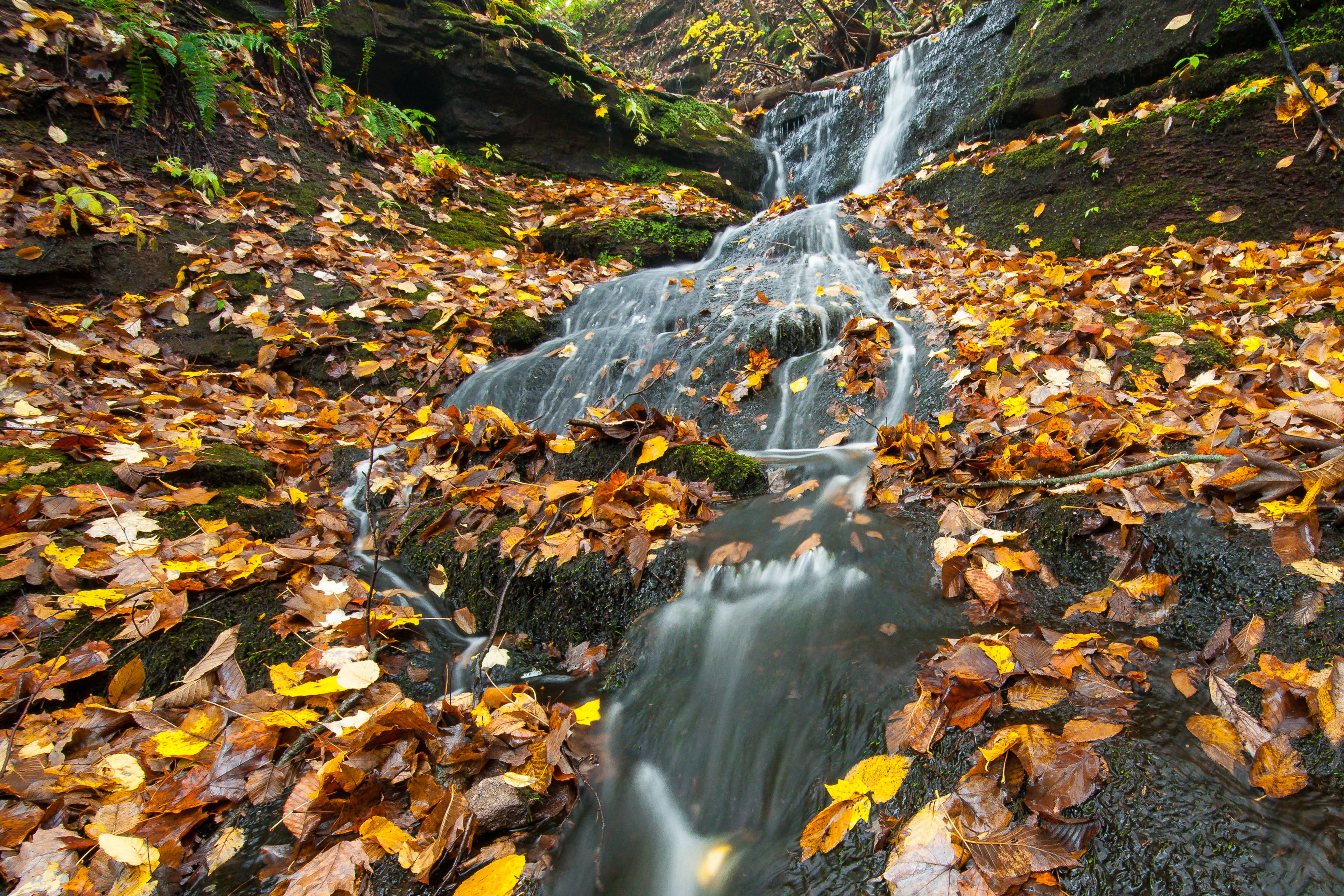 A lively woodland brook cascades through a gorge blanketed with autumn leaves. Photo by Justin Coleman.