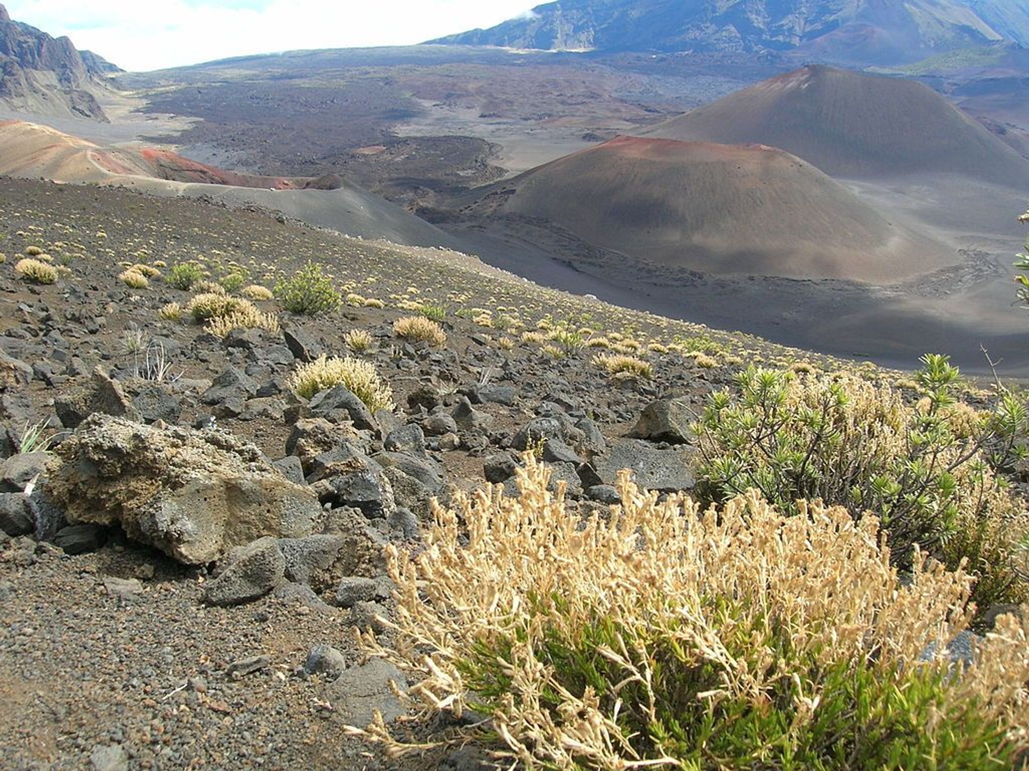 Silene struthioloides (habit). Location: Maui, Sliding Sands Haleakala National Park.