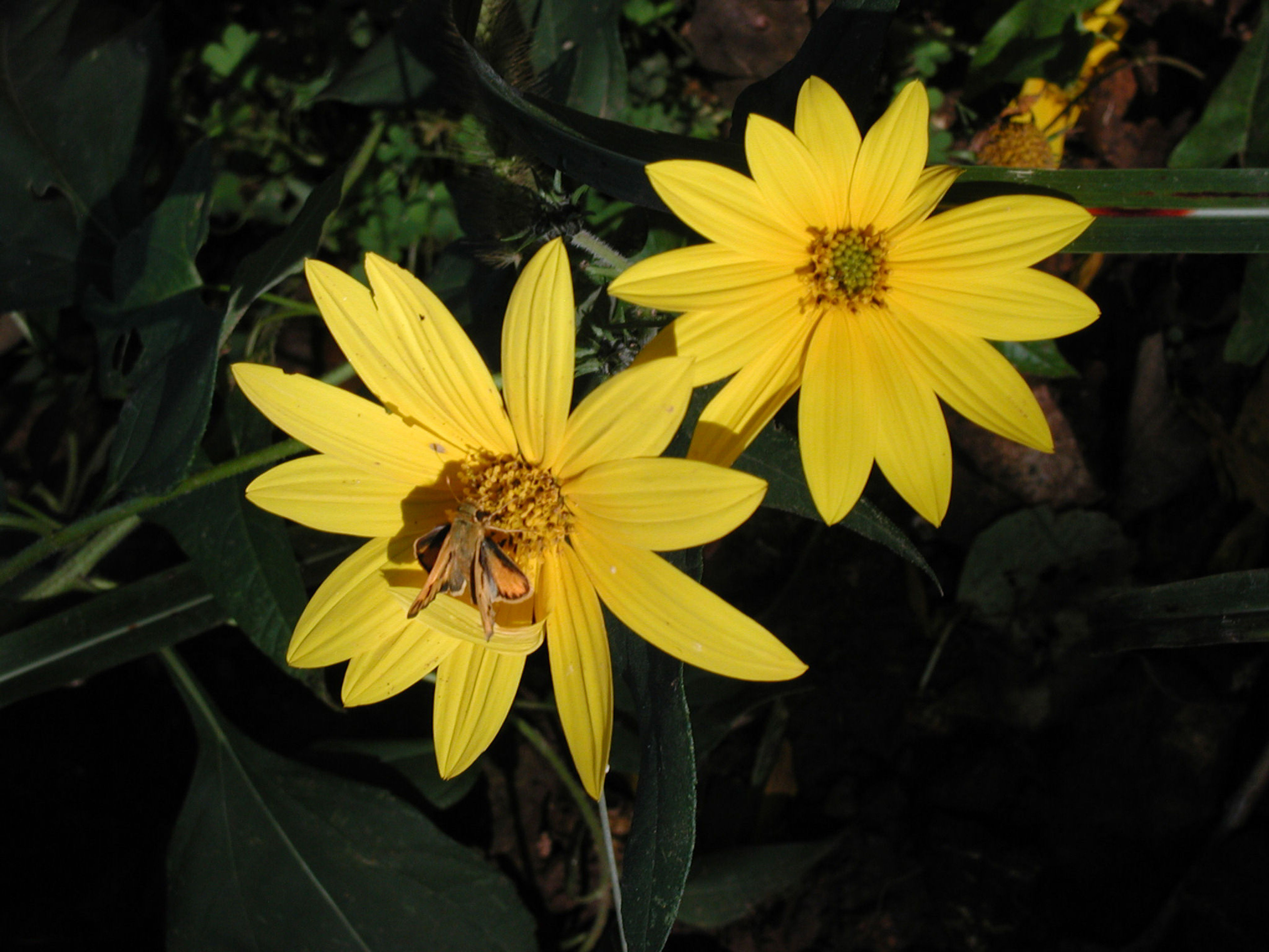 Wild Coreopsis. Photo by Terry Whaley.