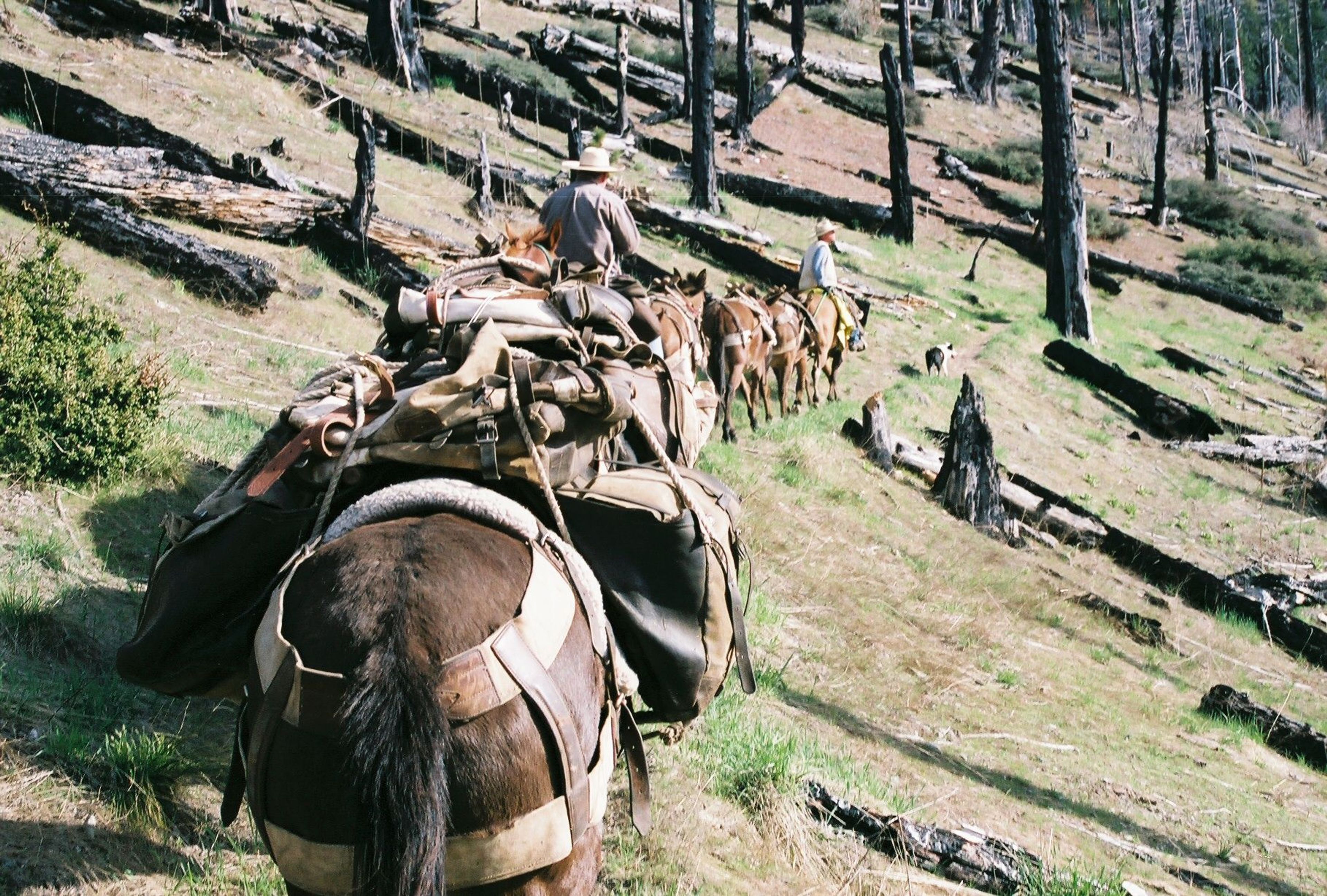 Ohlone Riders Unit heading thru burn area. Photo by Julie Green.