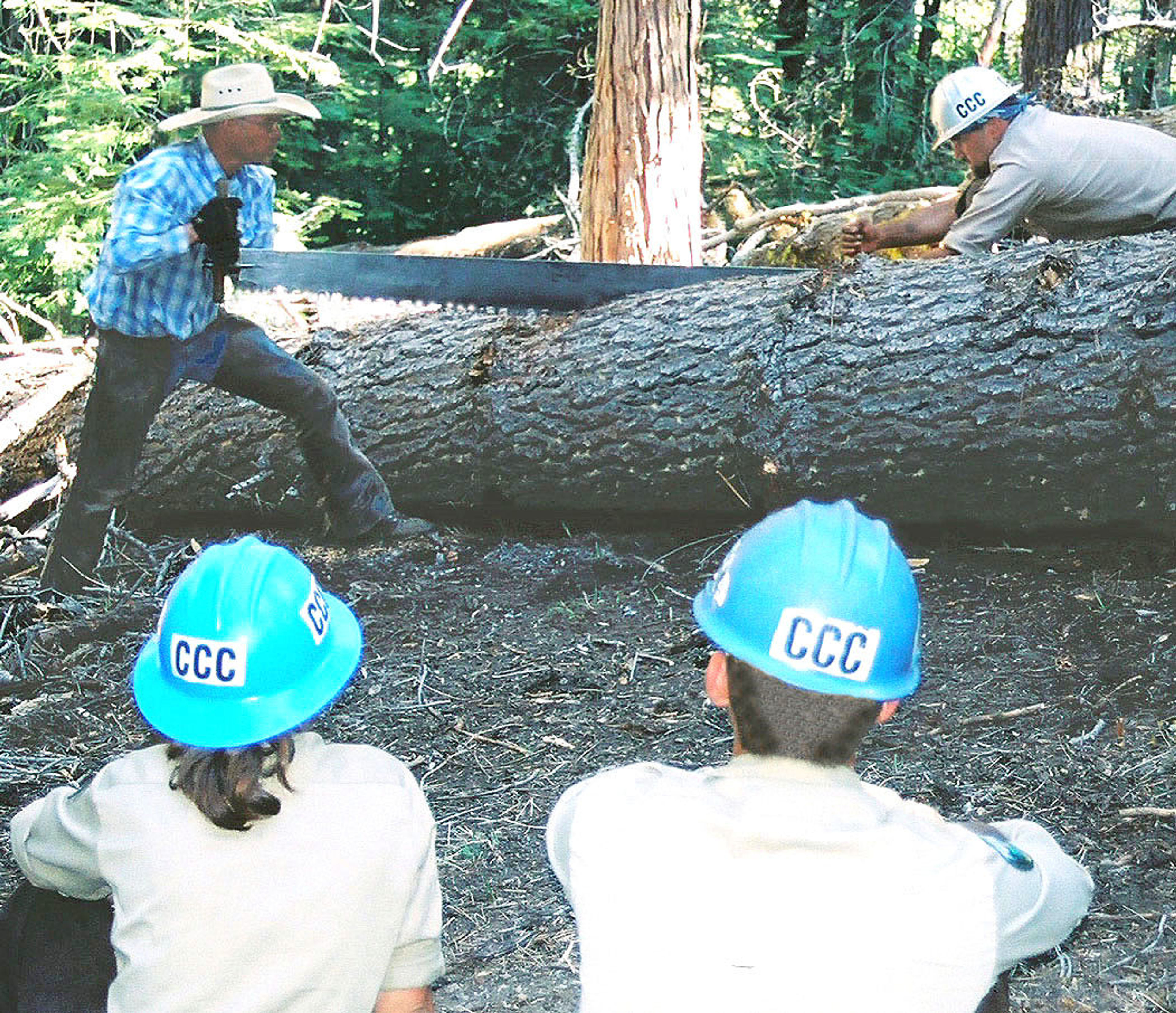 Showing new crew how to use the crosscut saw on a tree across the trail. Photo by Julie Green.