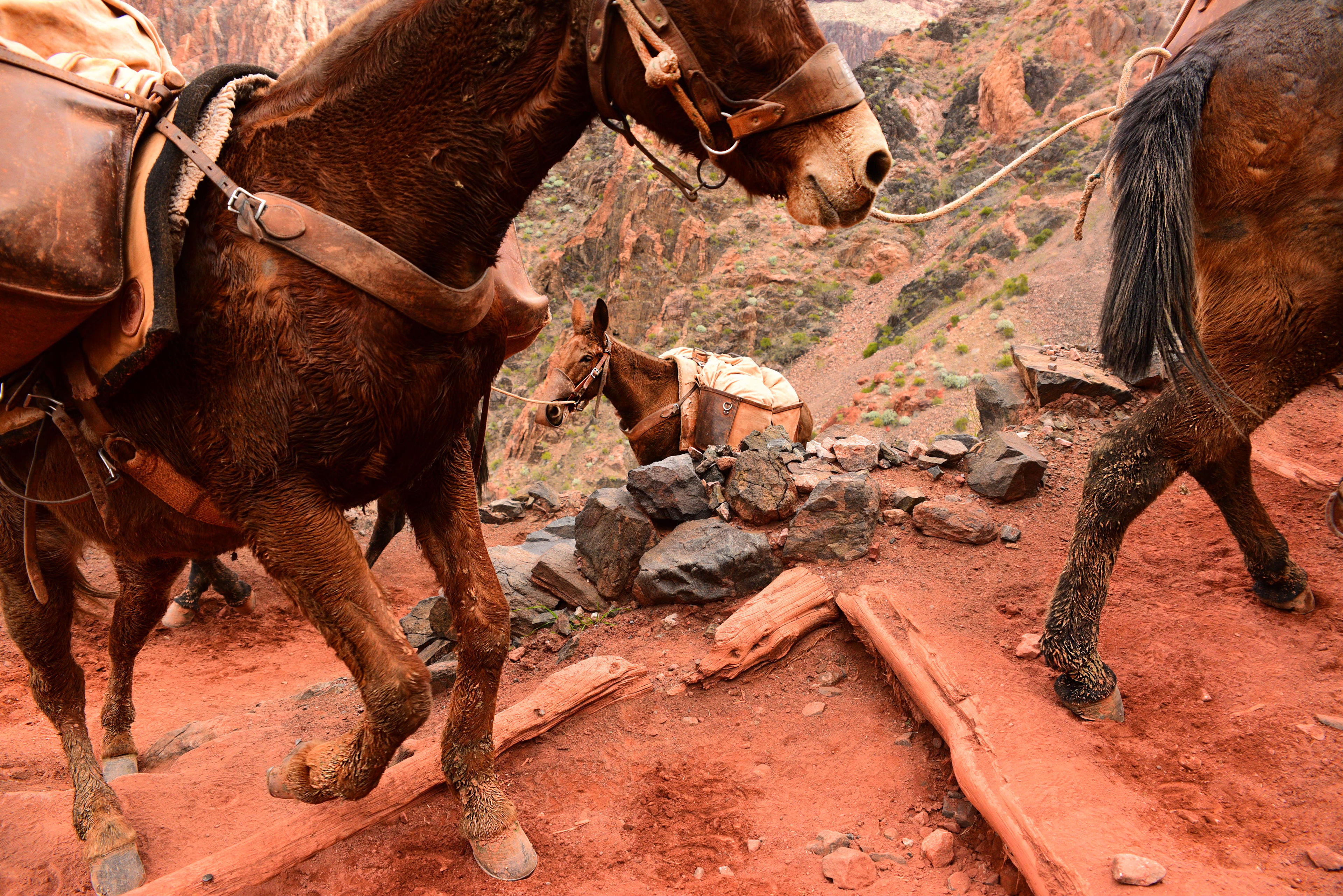 Crew members from the American Conservation Experience maintaining the South Kaibab Trail. Photo by Jessica Plance.