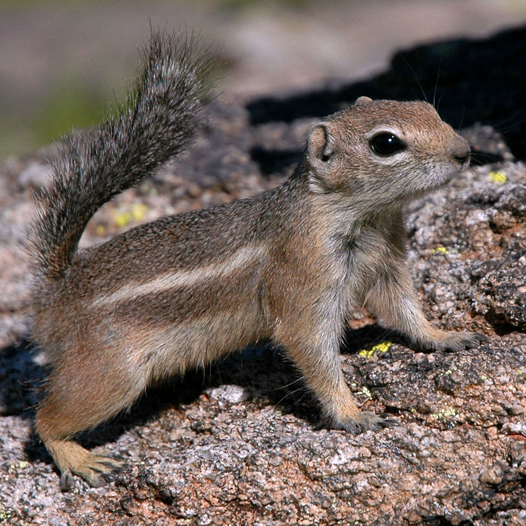 Antelope squirrel, South Mountain Park, Phoenix, Arizona. Photo by Brandon Wiggins/wiki.