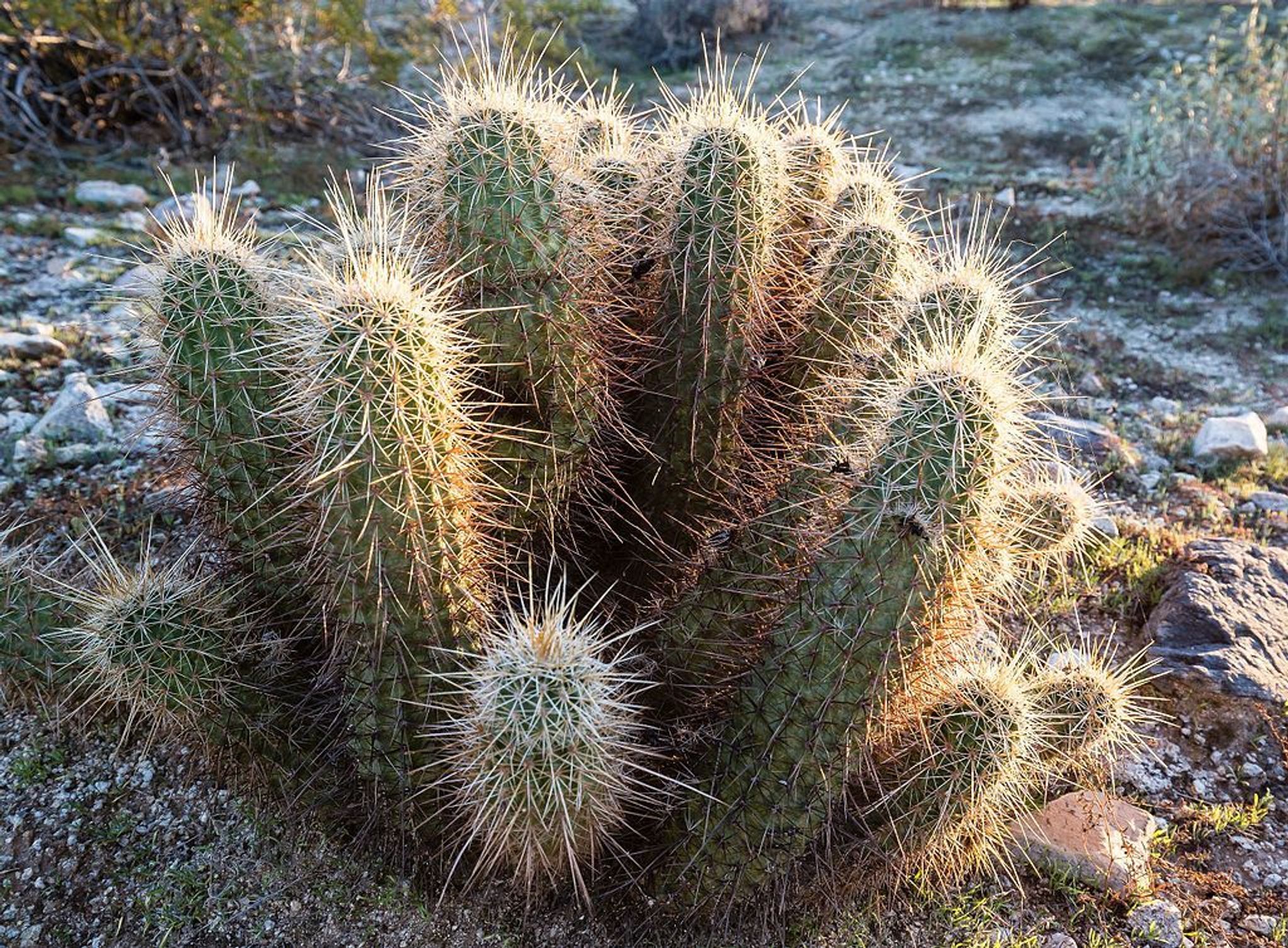 South Mountain Park in Phoenix, Arizona. Photo by Monique Dinkel/wiki.