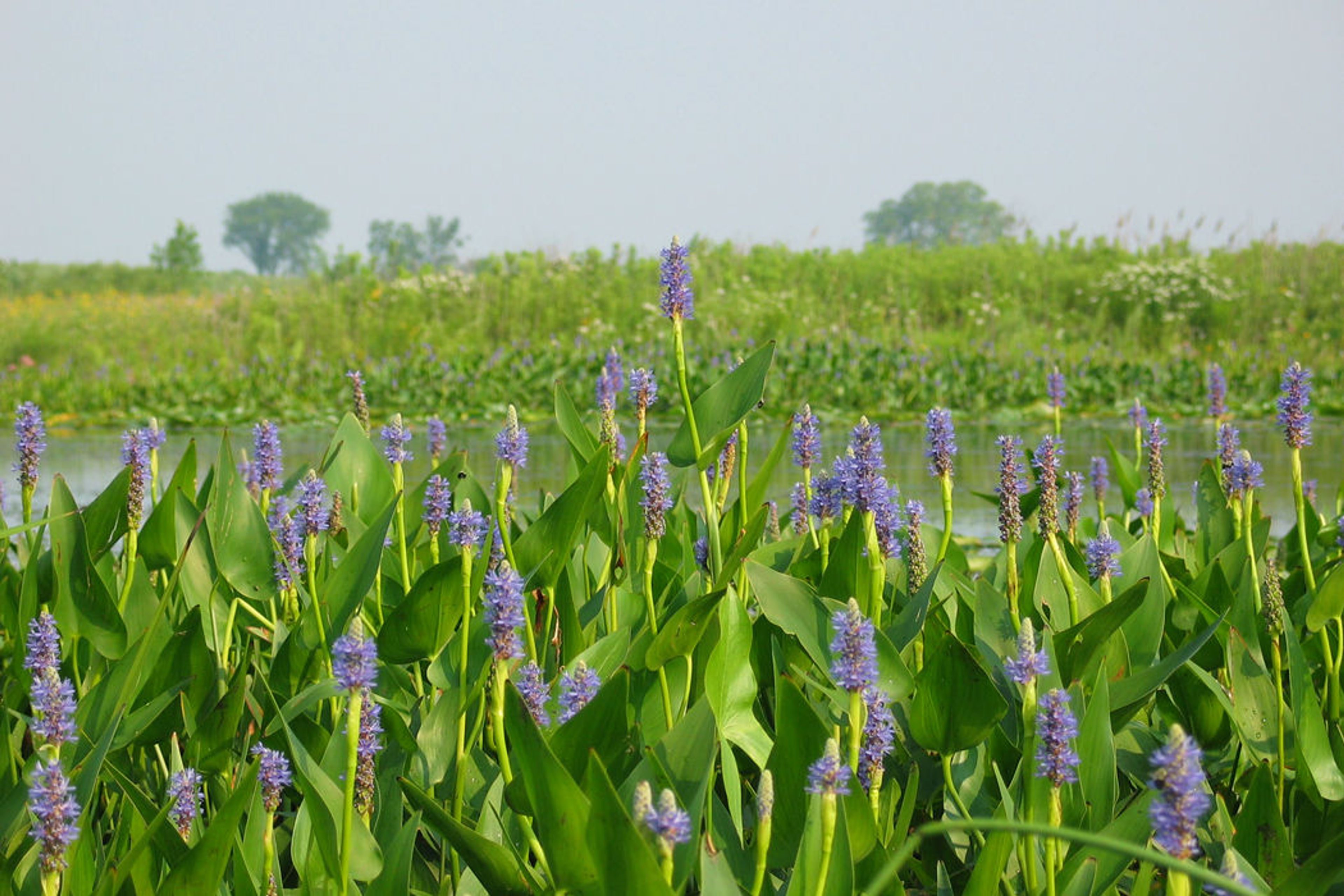 Pickerelweed. Photo by Audra Bonnet.