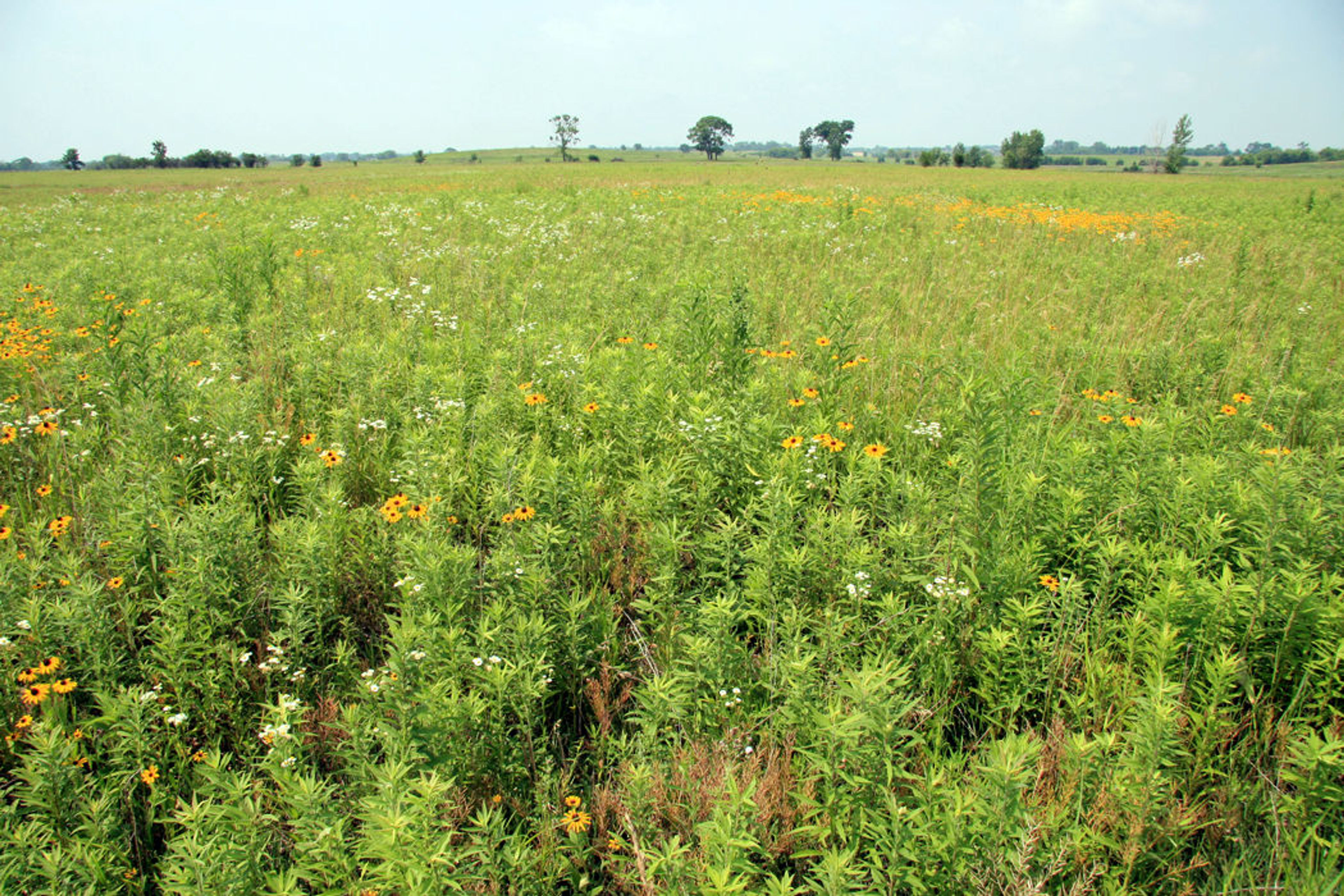 A late summer walk along the Springbrook Prairie.