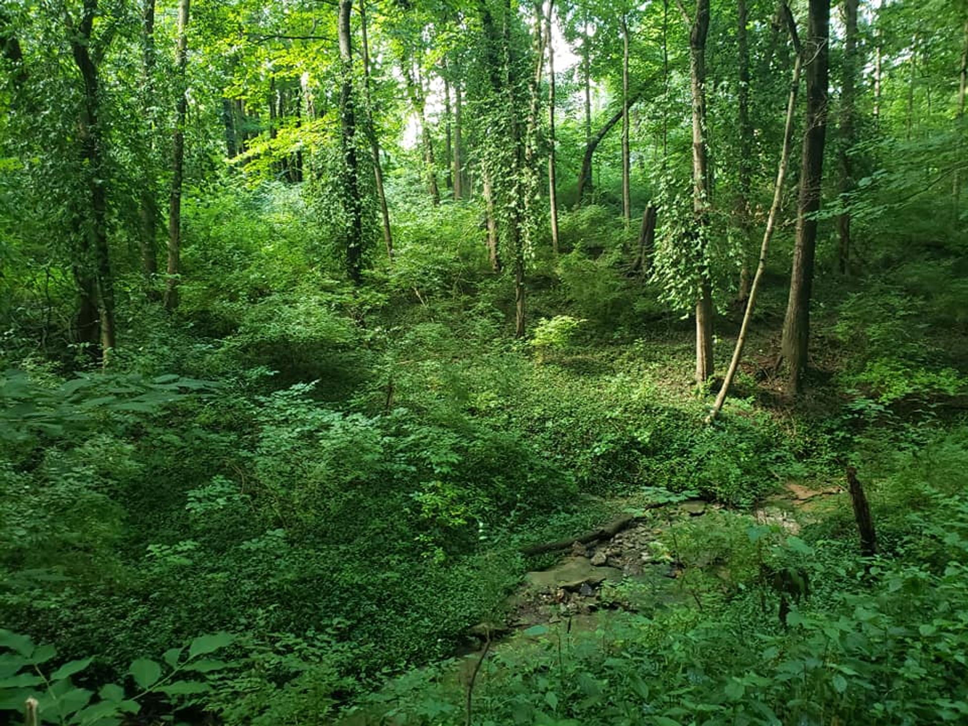 Greenery in Stanbery Park. Photo by Cheri Chittum-Baker.