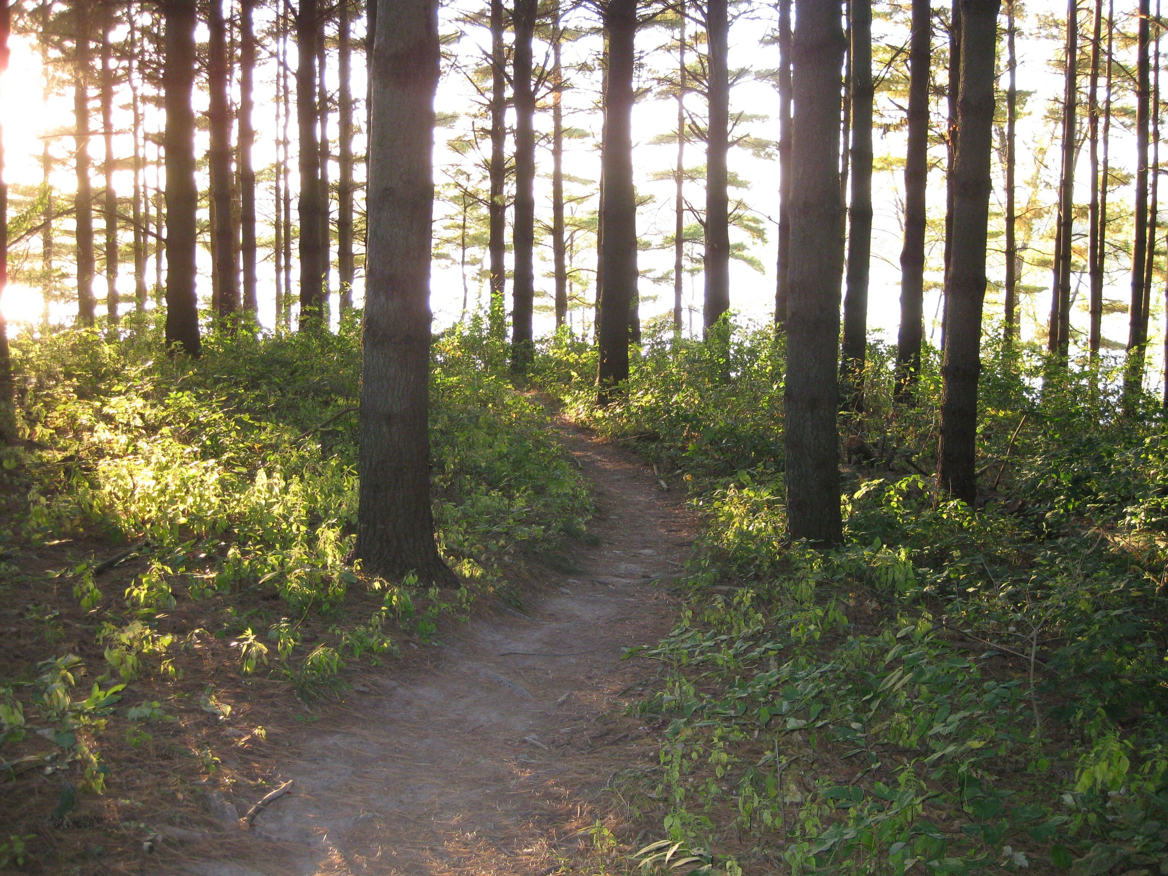 Trail 201 - Through the pines