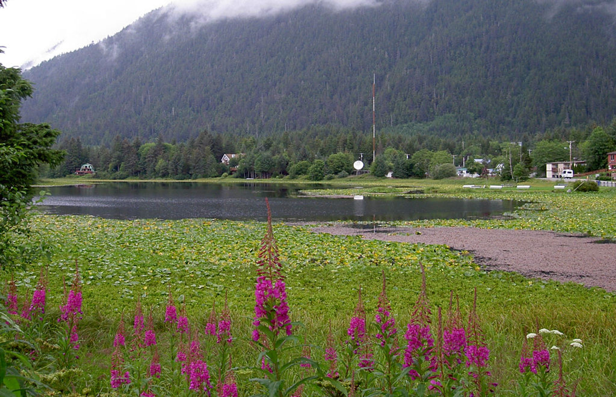 Swan Lake in the town of Sitka on Baranof Island, southeast Alaska, USA, viewed from Halibut Point Road; fireweed flowers in for. Photo by Stepheng3/wiki.