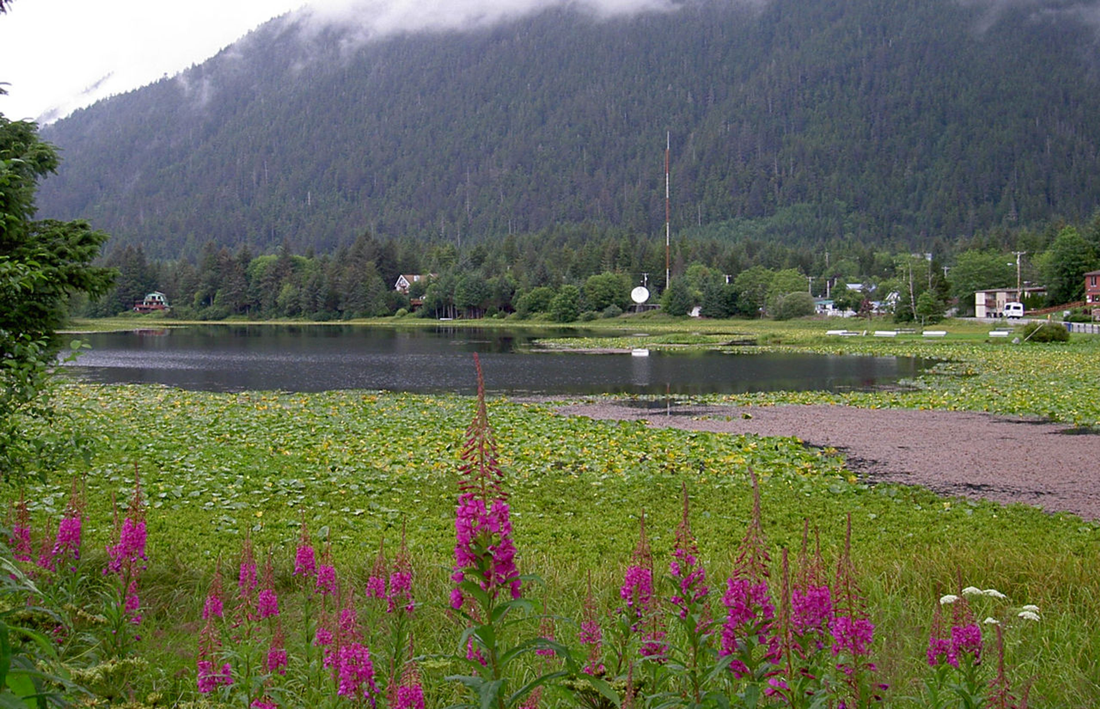 Swan Lake in the town of Sitka on Baranof Island, southeast Alaska, USA, viewed from Halibut Point Road; fireweed flowers in for. Photo by Sepheng3.