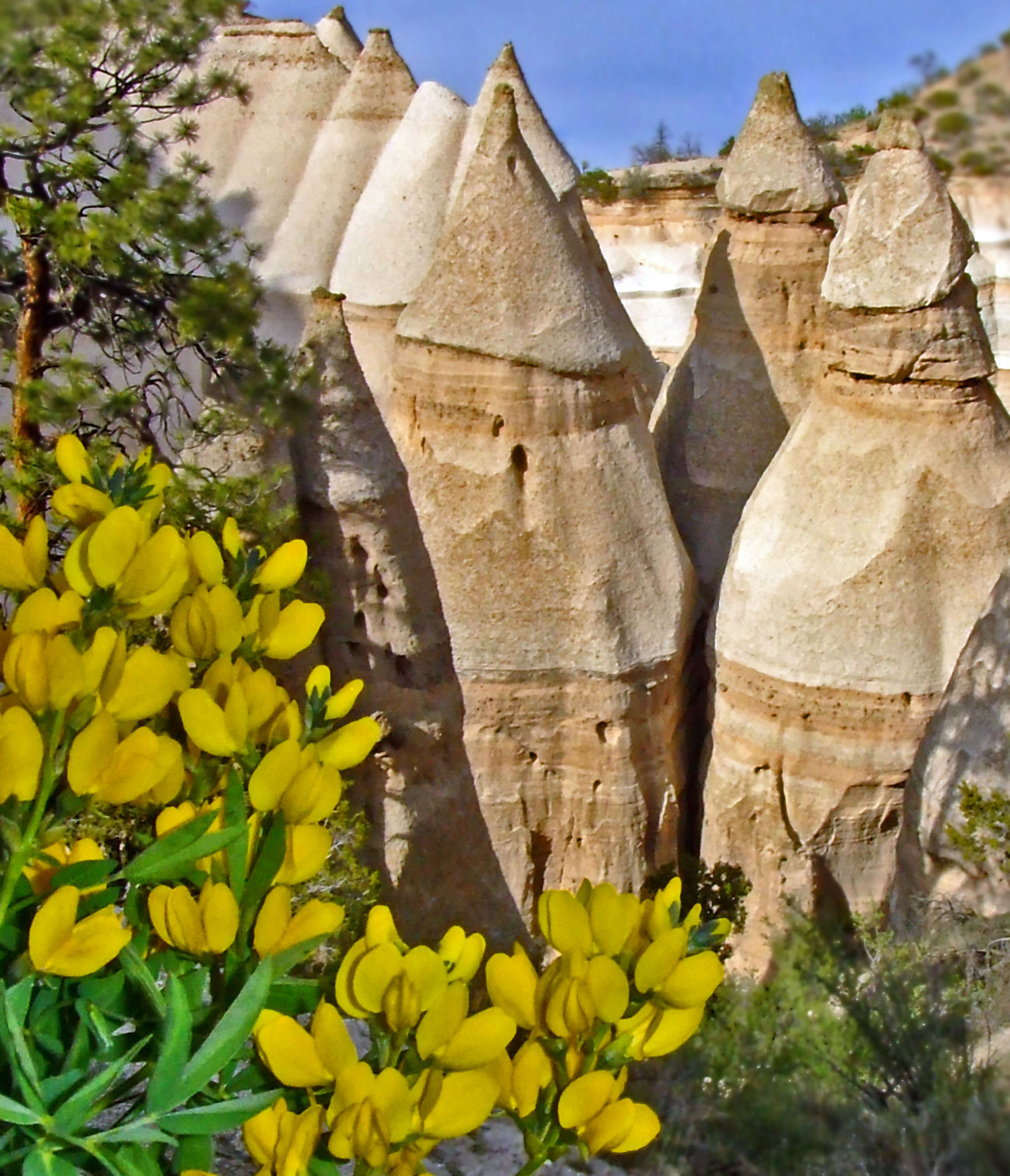 Golden Pea (Thermopsis pinetorum) grows alongside the upper Tent Rocks Trail. Photo by Stephen Ausherman.