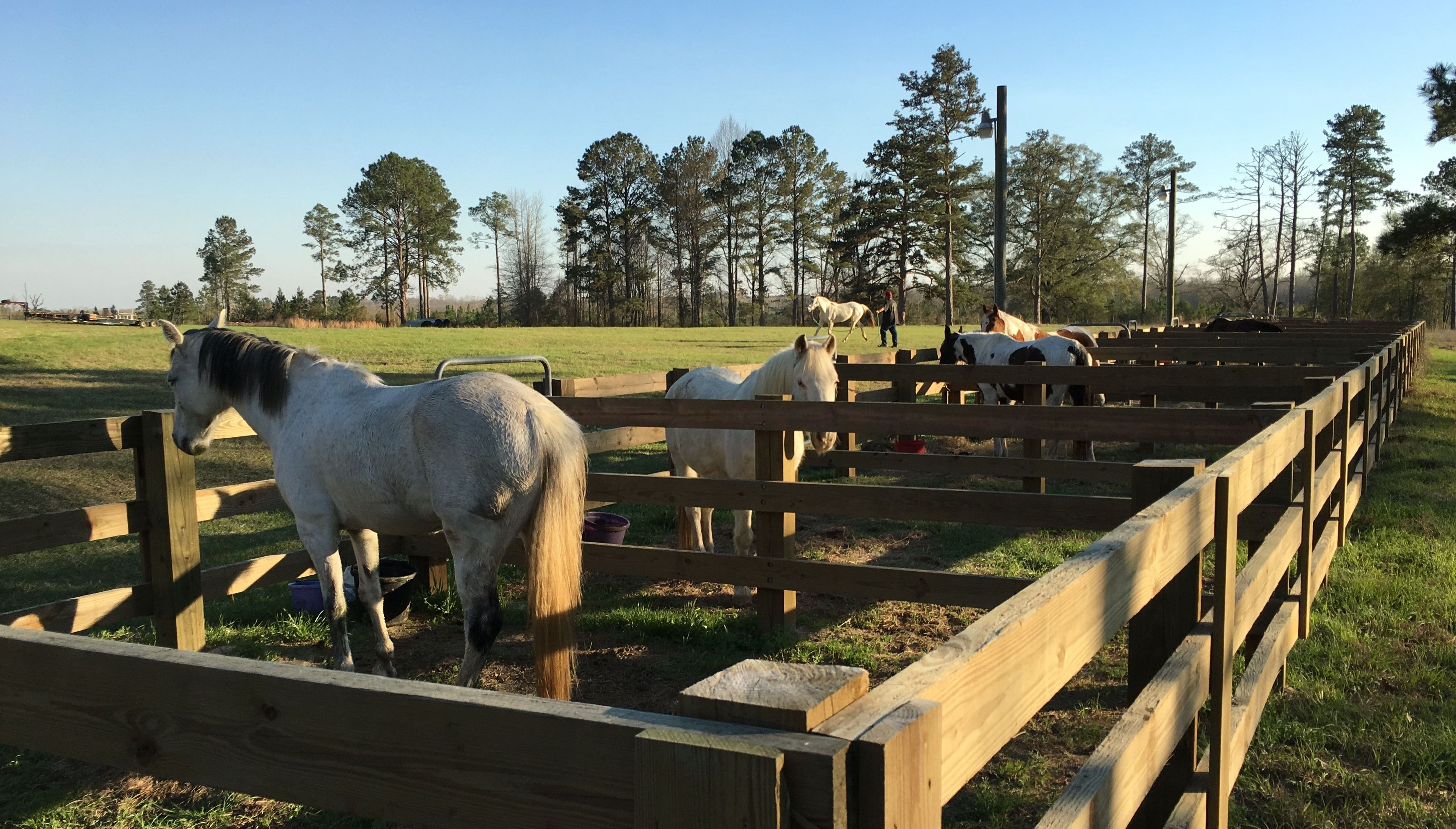 Horse paddocks.