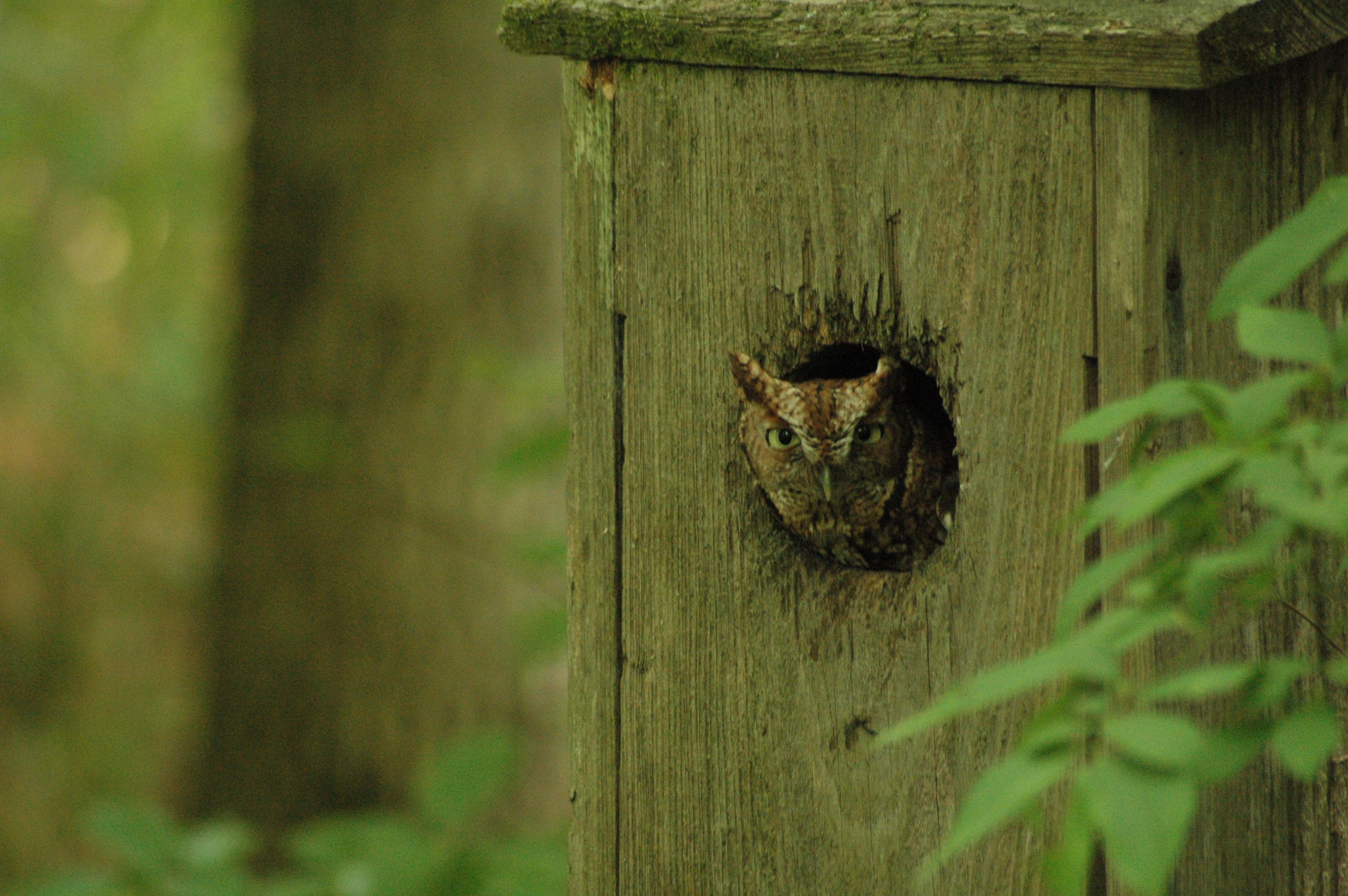 Eastern Screech Owl in a Wood Duck box