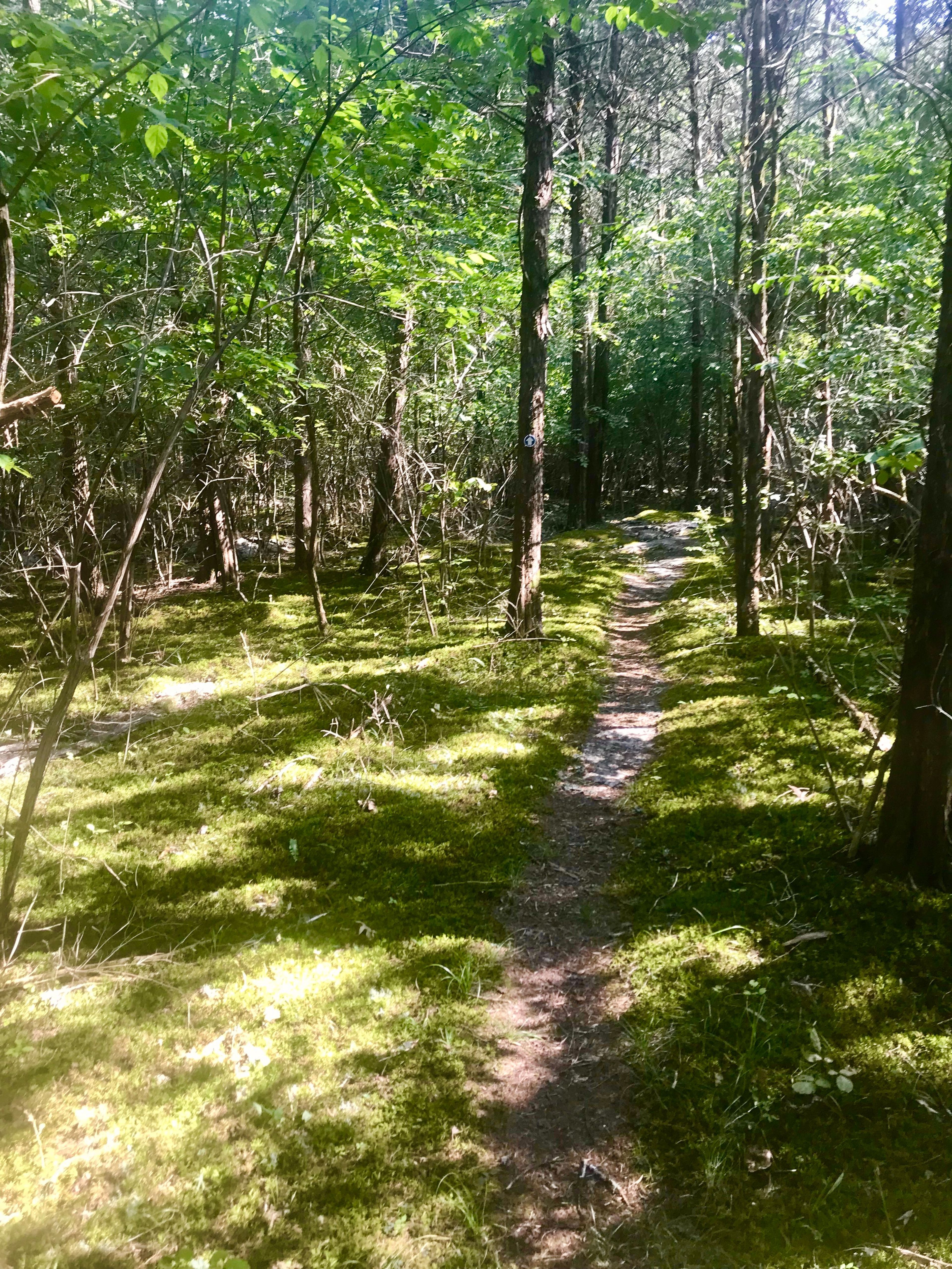 Skinny Trail through Understory. Photo by Andrew McDonagh.