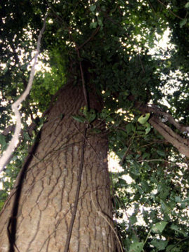 Many big trees are found along the trails