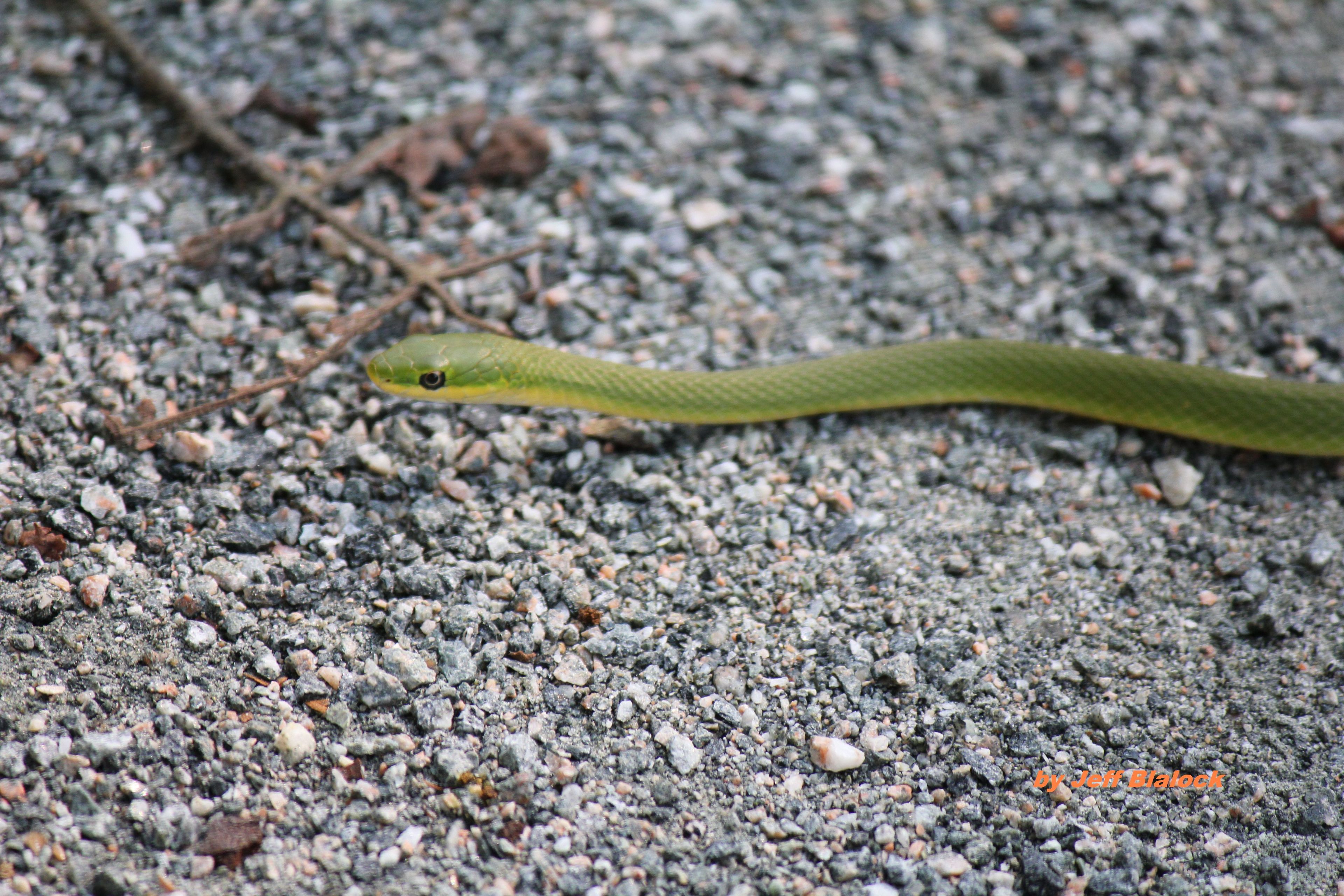 Green Snake by Jeffery Blalock