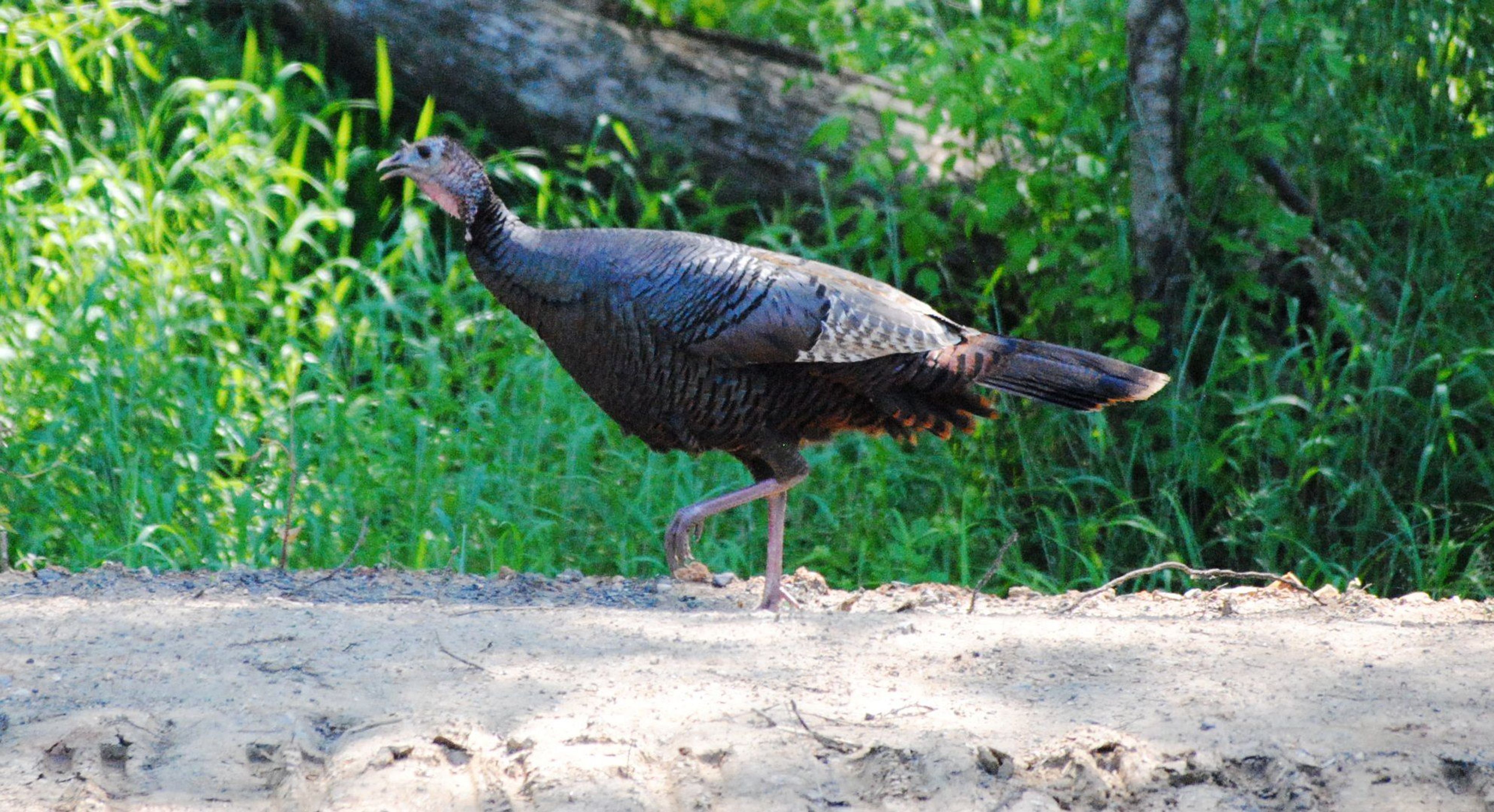 Wild Turkey on South Boston Trail, by Robyn Fowler