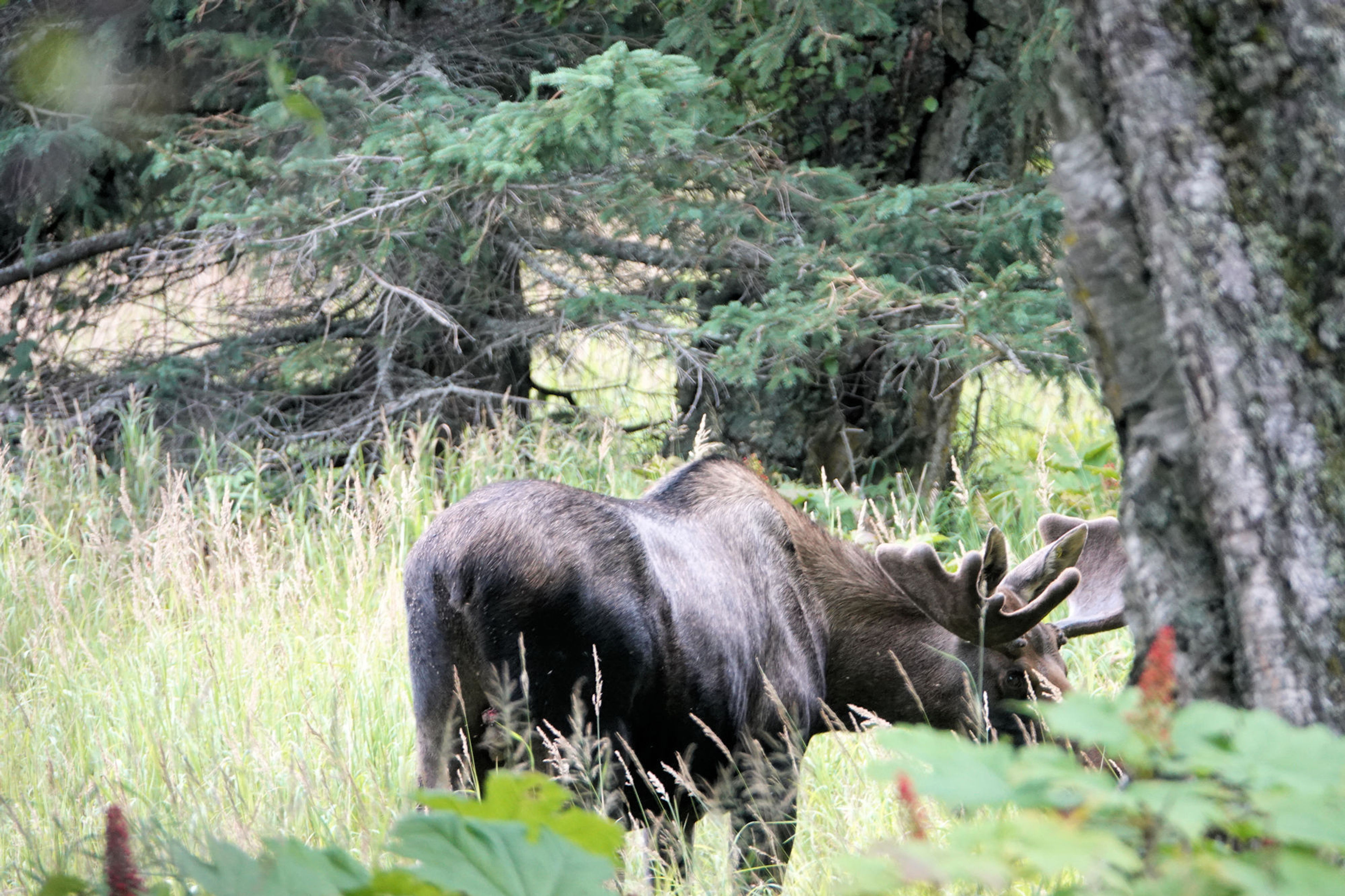 Moose eyeballing me.  Tony Knowles Coastal Trail - southern end near Kincaid Park - 8-8-18. Photo by Jim Walla.