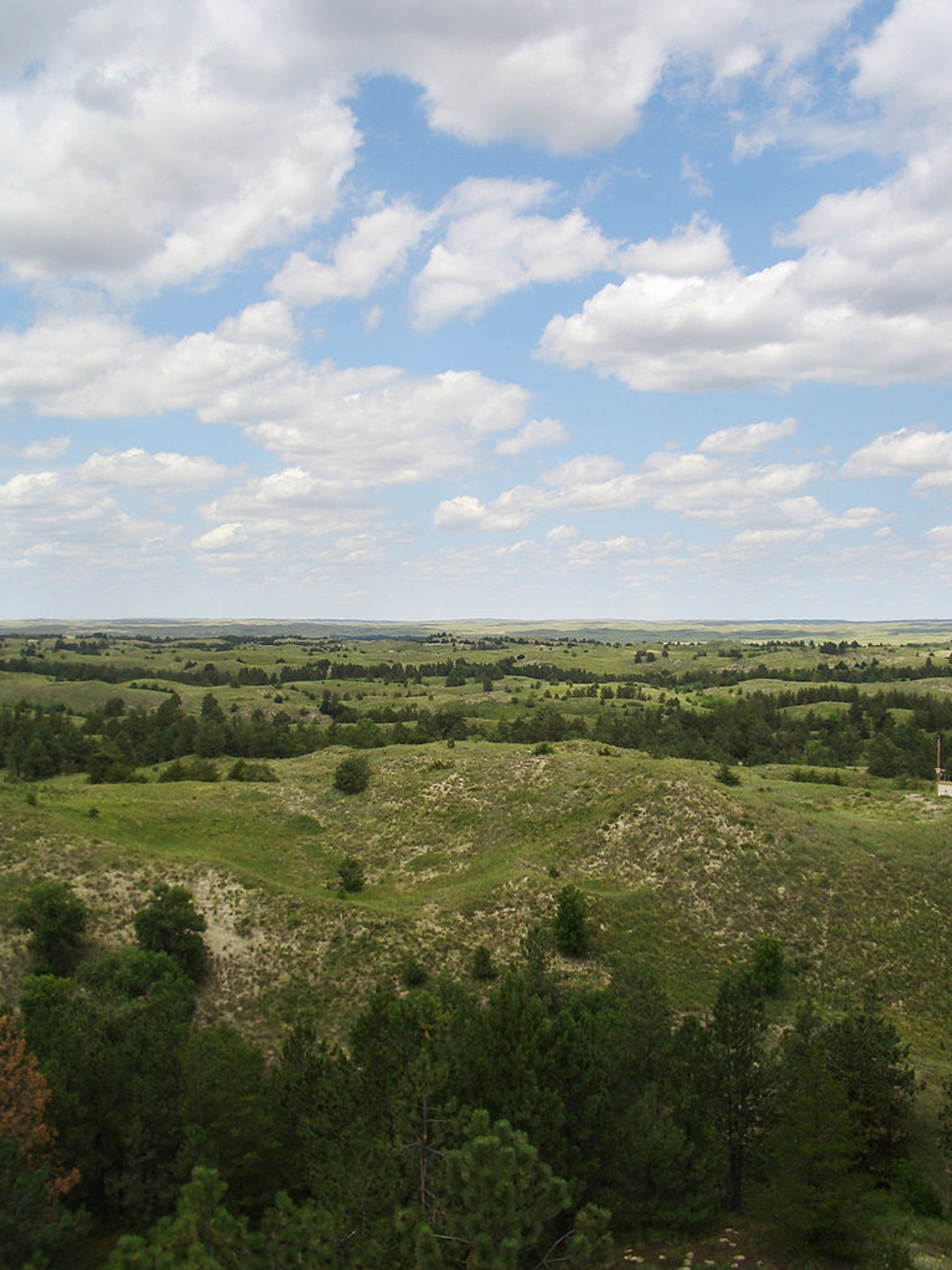 Nebraska National Forest. The largest human-planted forest in the US. Photo by Bkell.