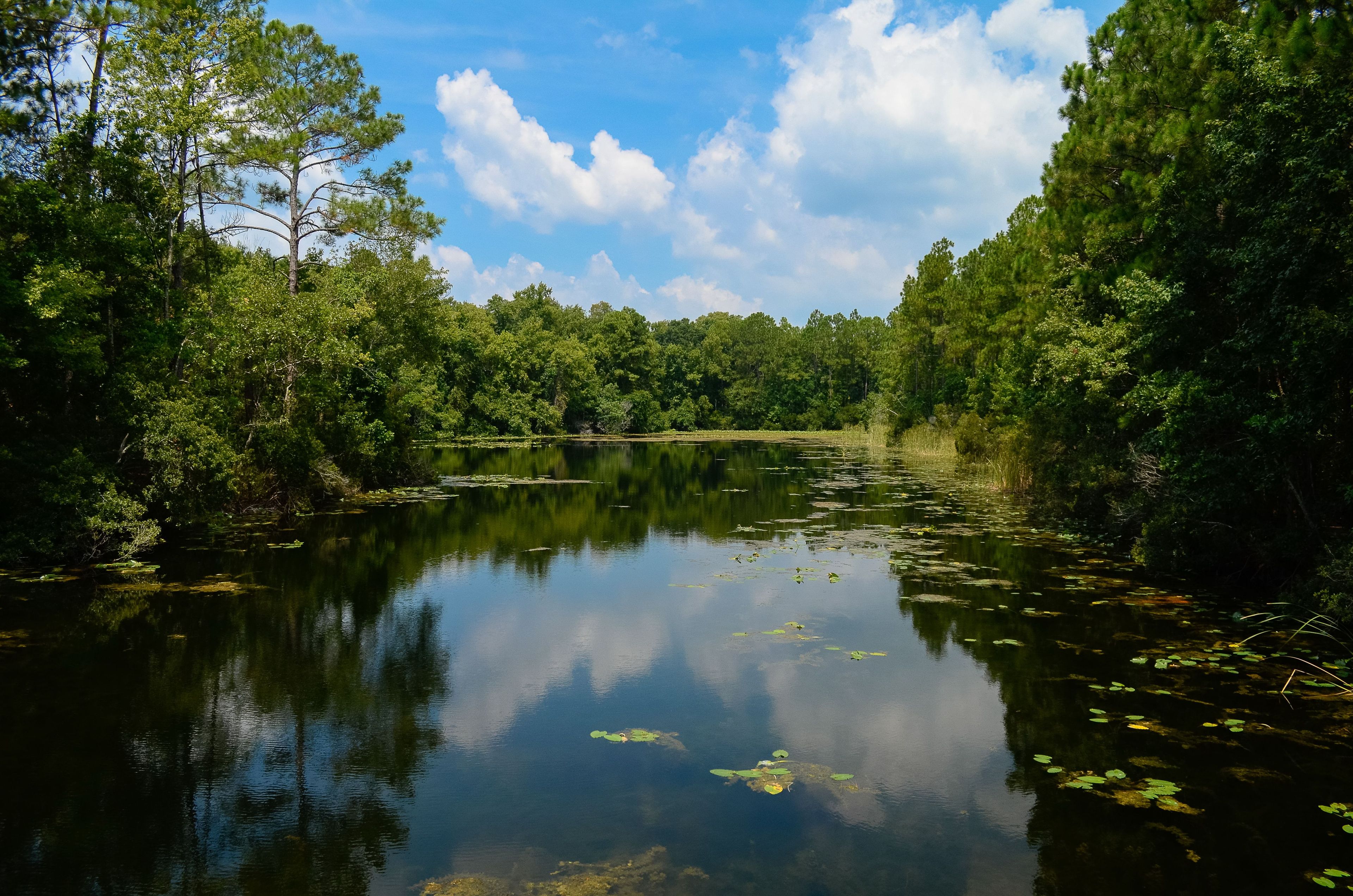 Pond view at the preserve. Photo by Univ of North Florida.