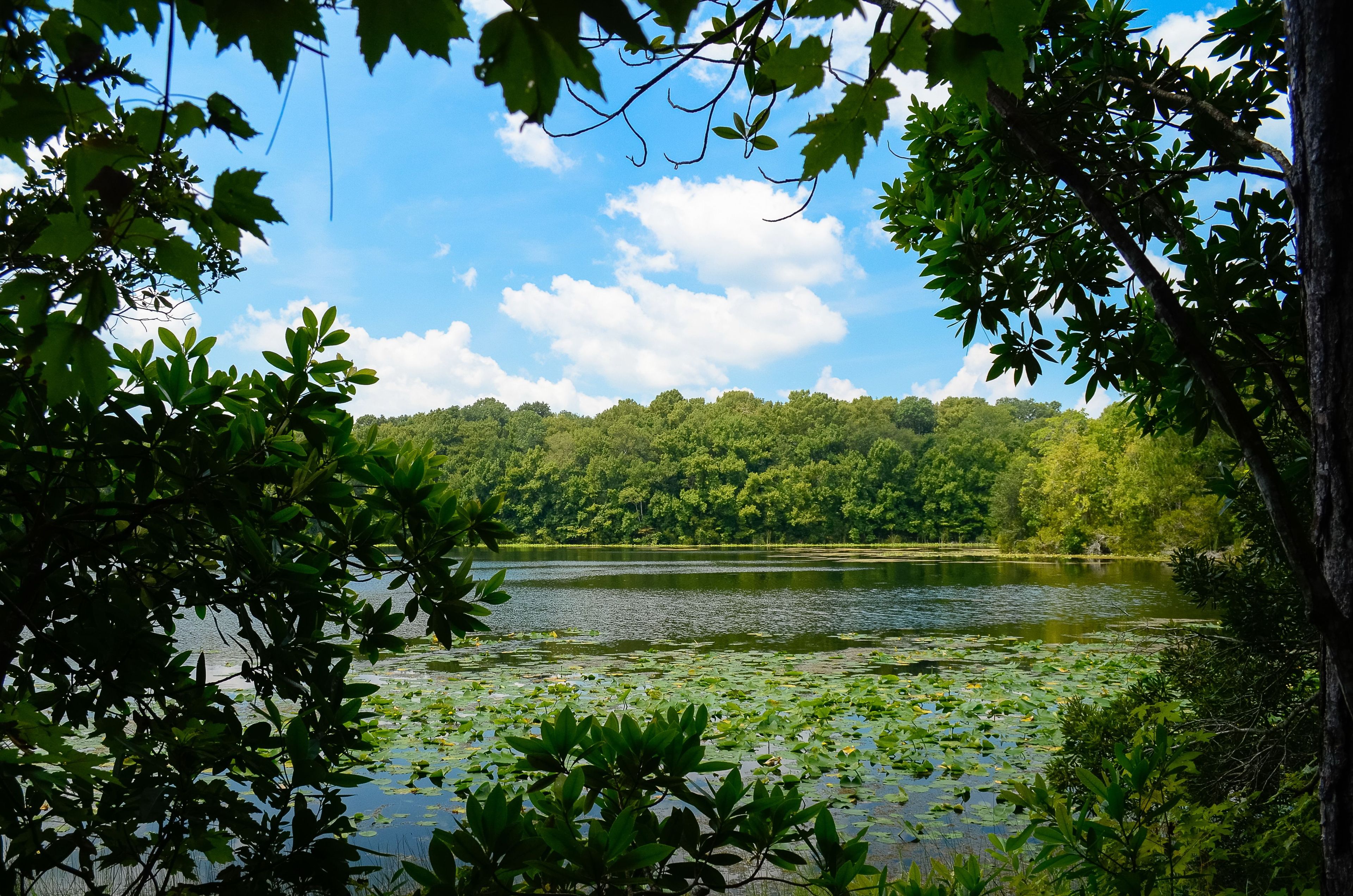 Lilypads on the pond. Photo by Univ of North Florida.