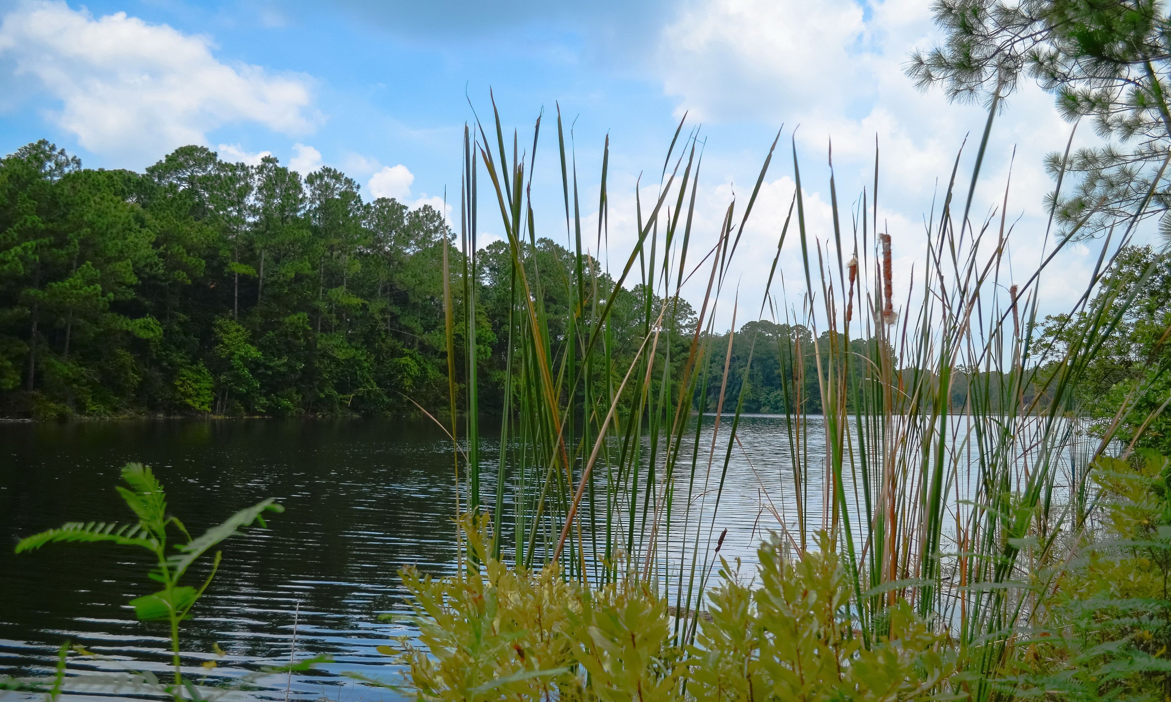 Cattail pond view. Photo by Univ of North Florida.