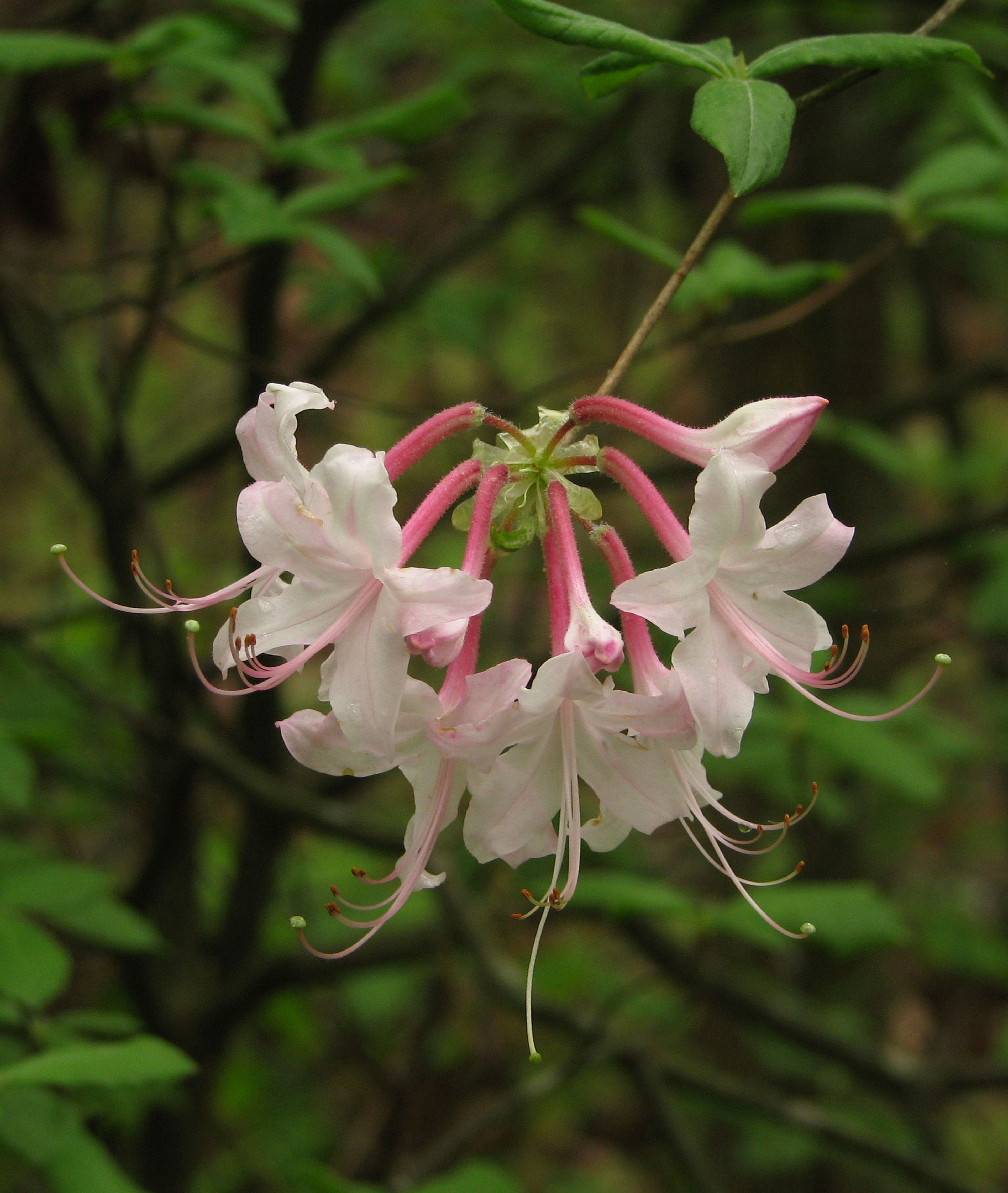 Pale pink Azalea cluster. Photo by Marty Silver.