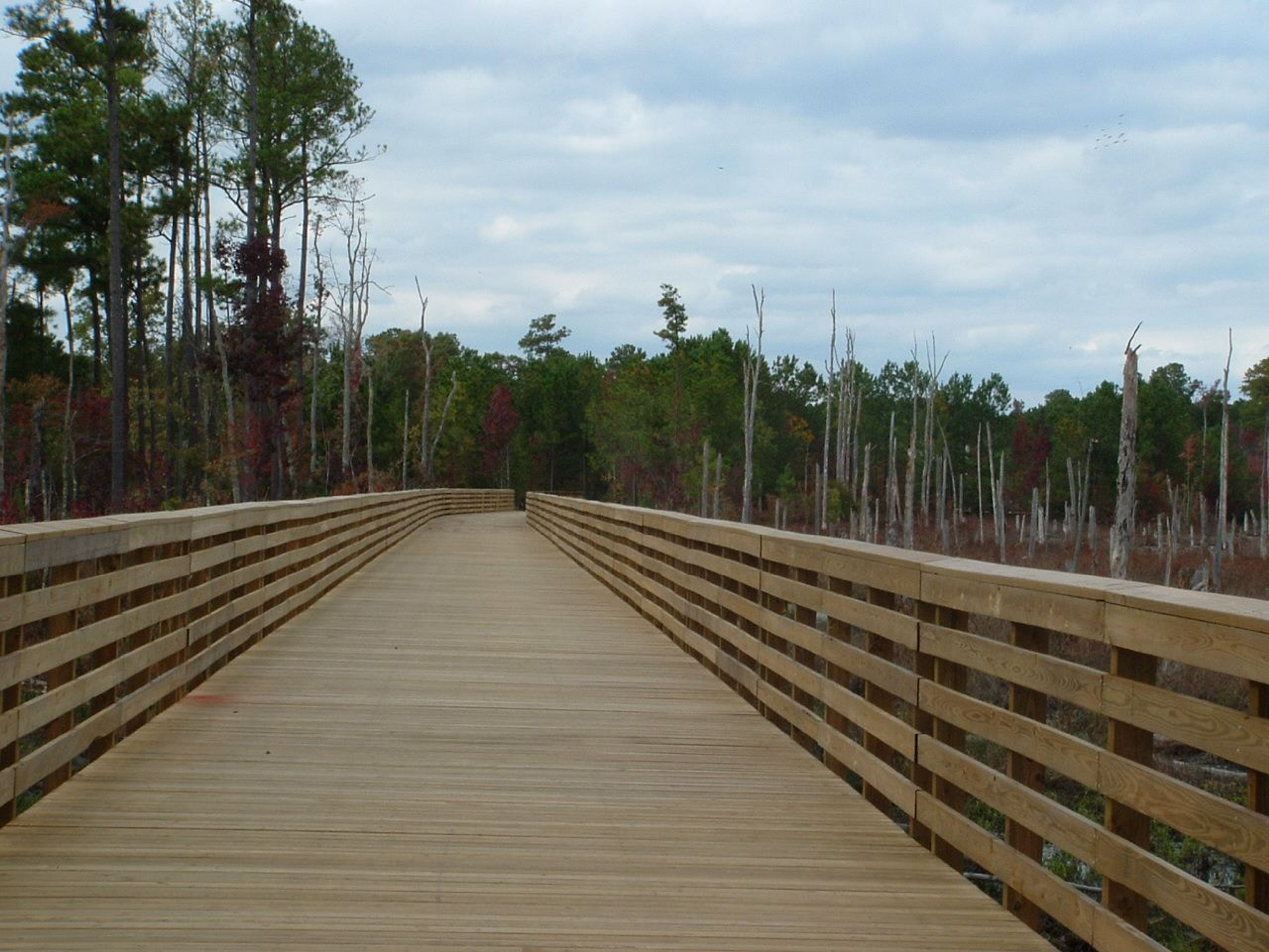 Greensprings boardwalk. Photo by Doug Ellis.