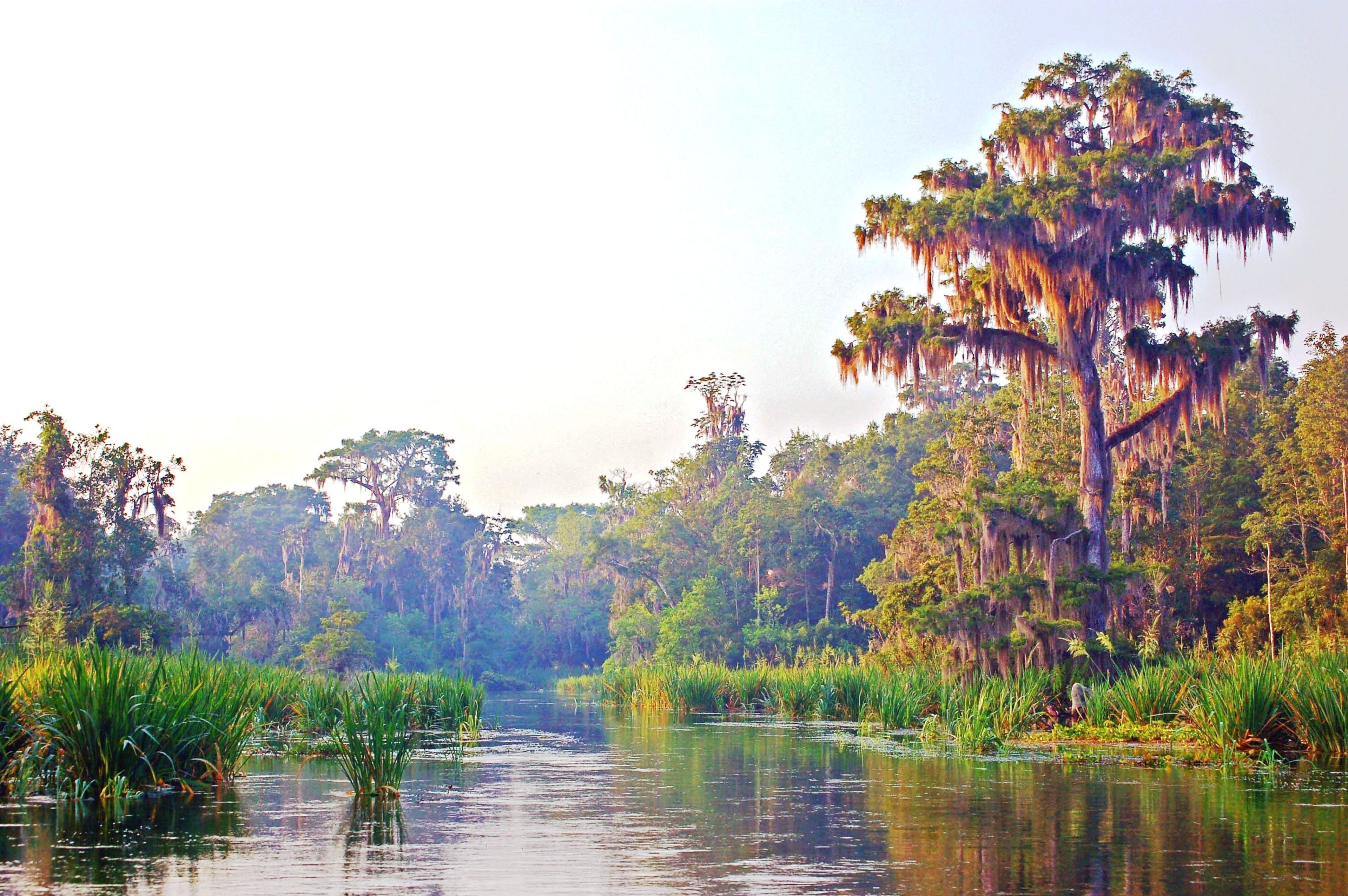 Wacissa River morning